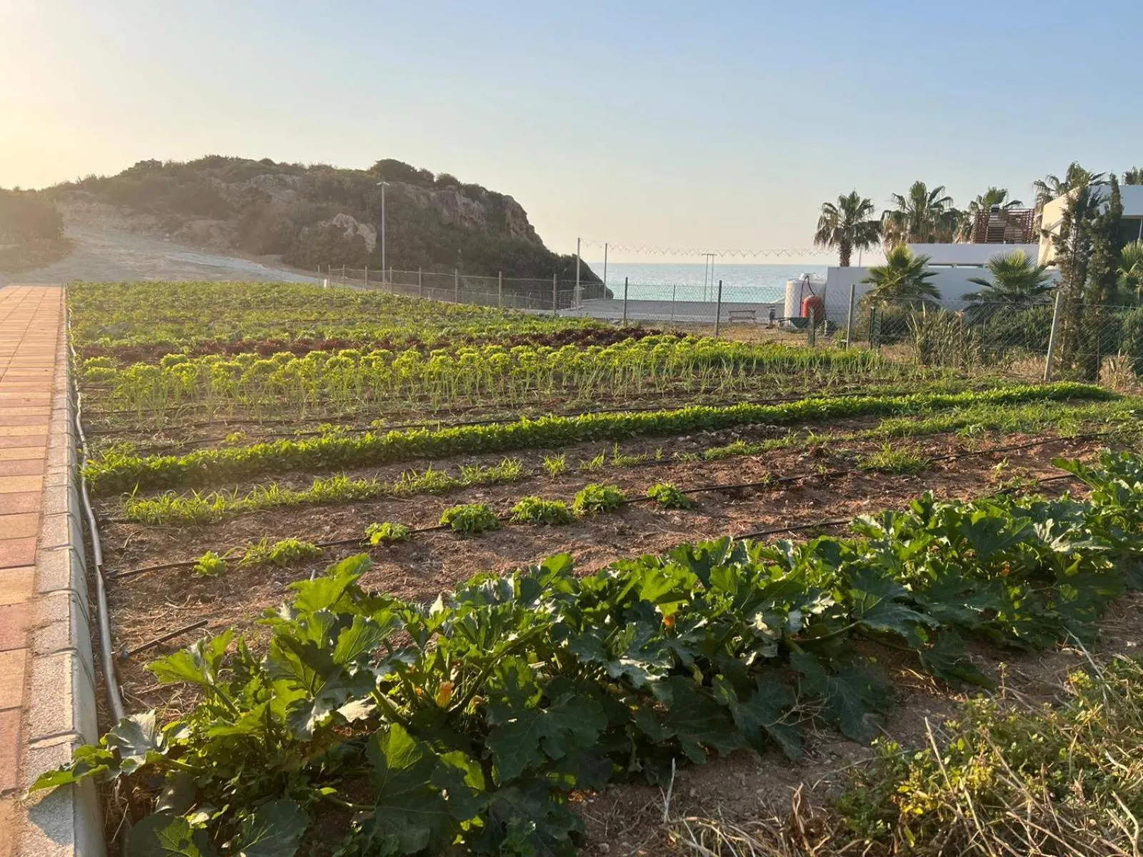 Garden in Karpaz Gate Marina Hotel
