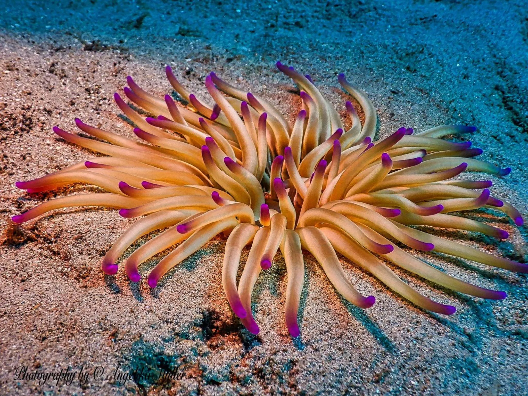 Snorkeling in Hotel L'Aragosta