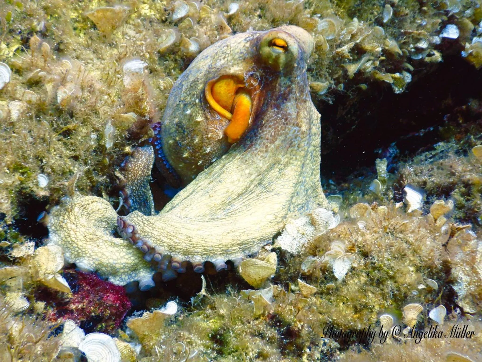 Snorkeling in Hotel L'Aragosta