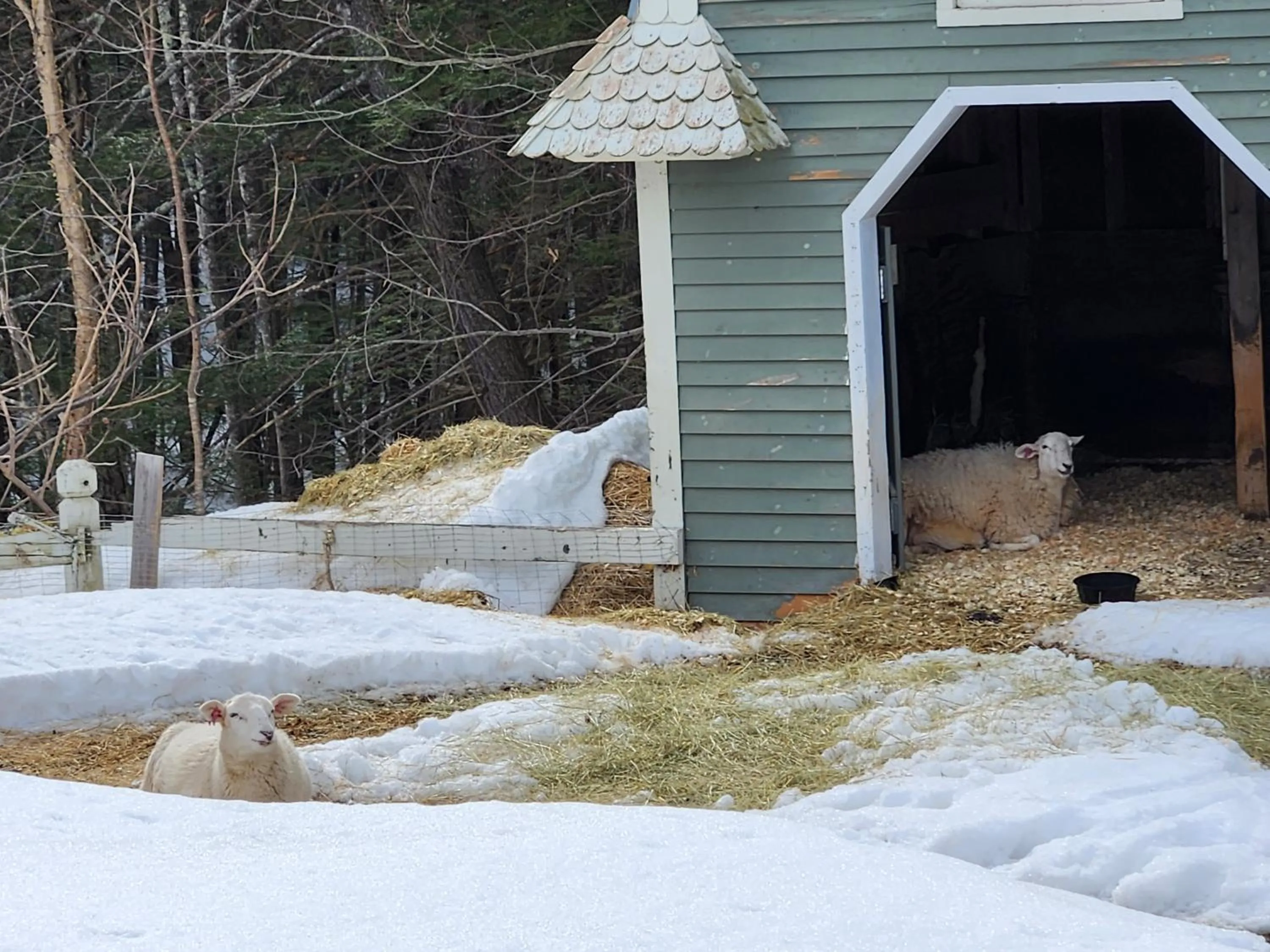 Animals in White Mountains Getaway with amazing views!