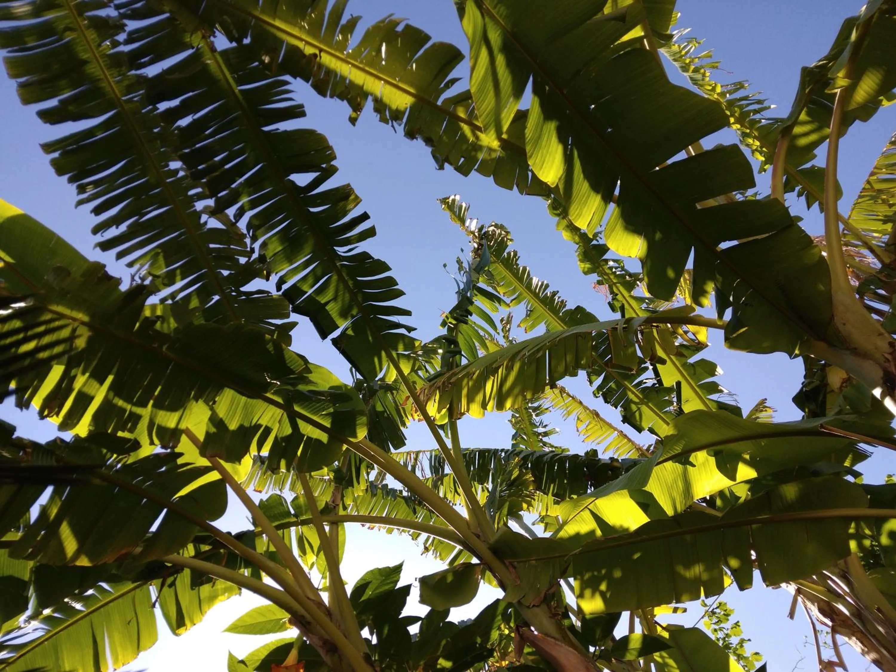 Garden view in Hotel Villa Angelica