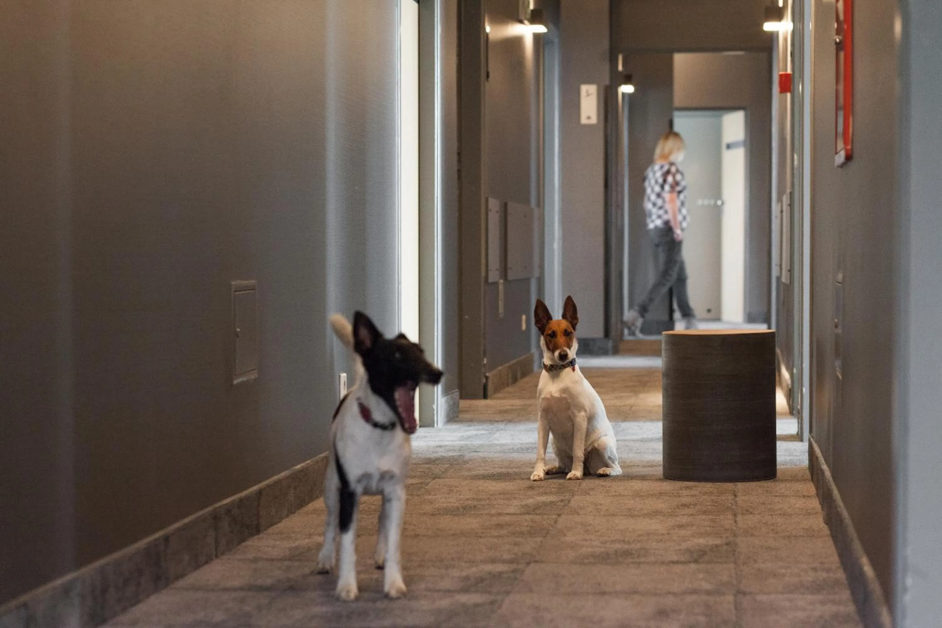 Pets in Hotel Perła