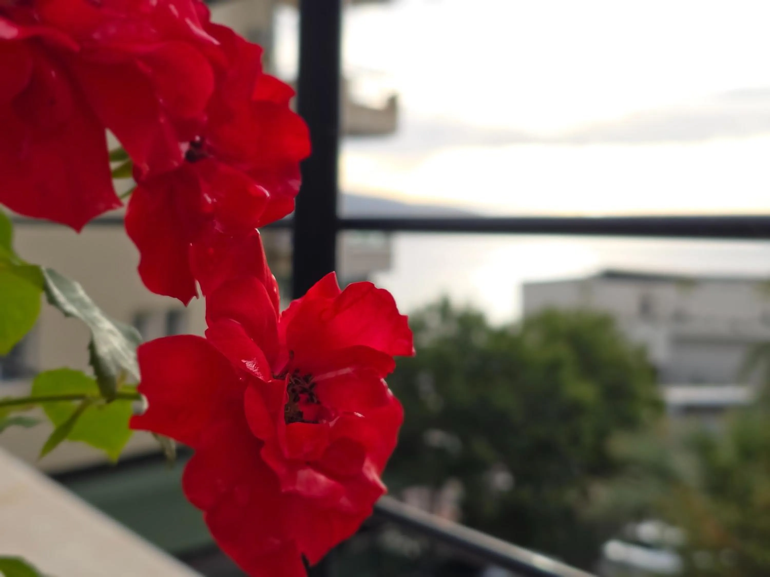 Restaurant/places to eat in Valza Boutique Hotel