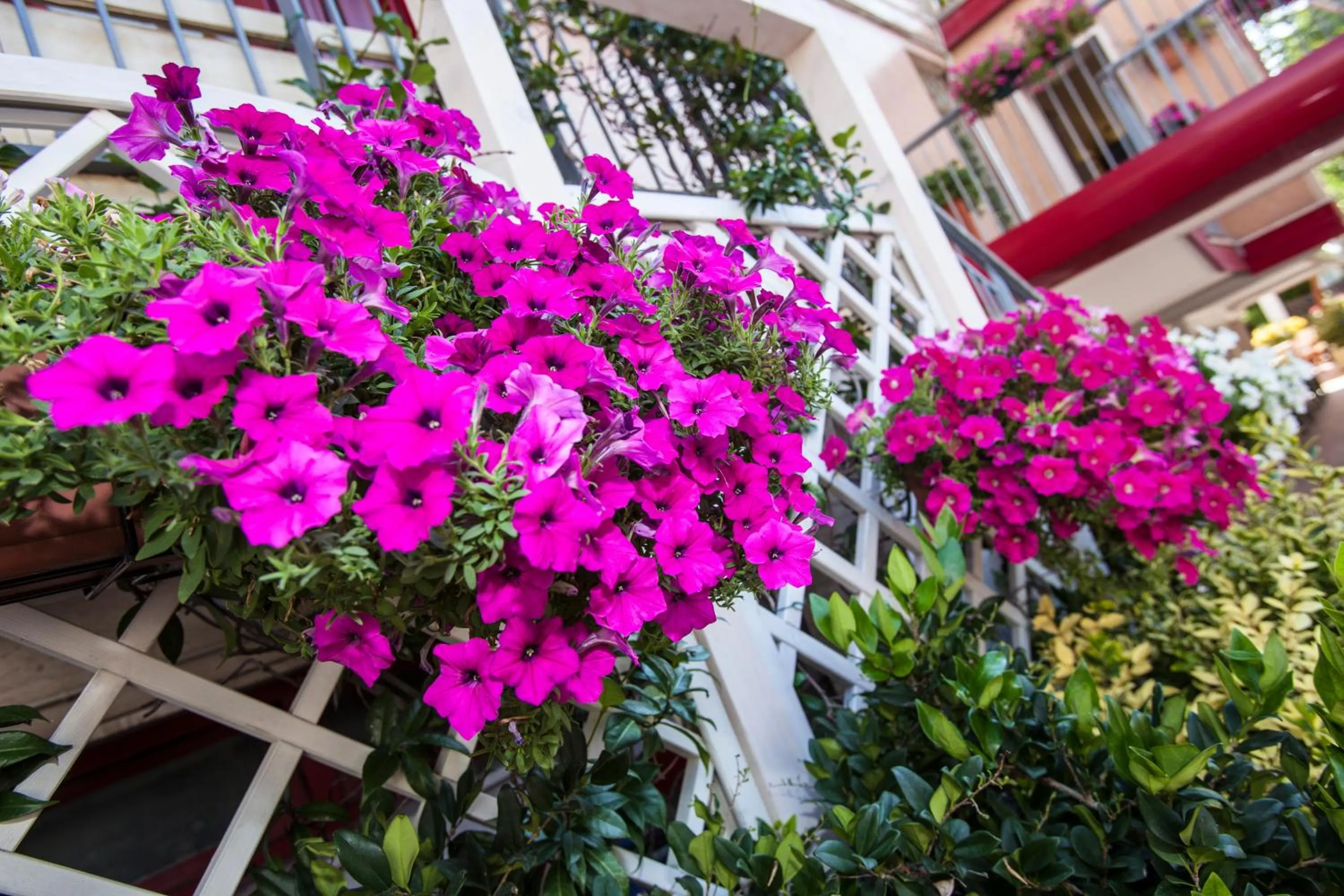 Decorative detail in Hotel Sofia