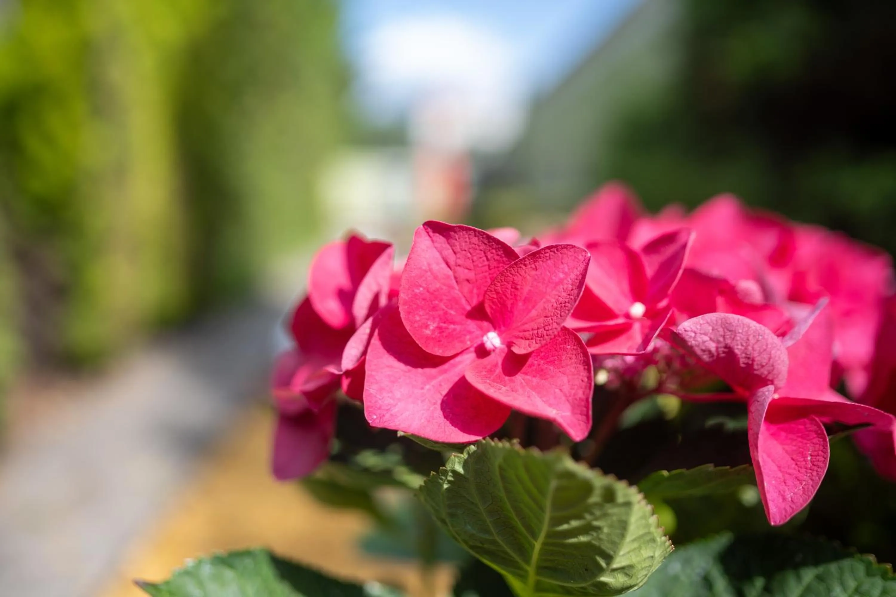 Garden in Hotel Topaz Poznań Centrum