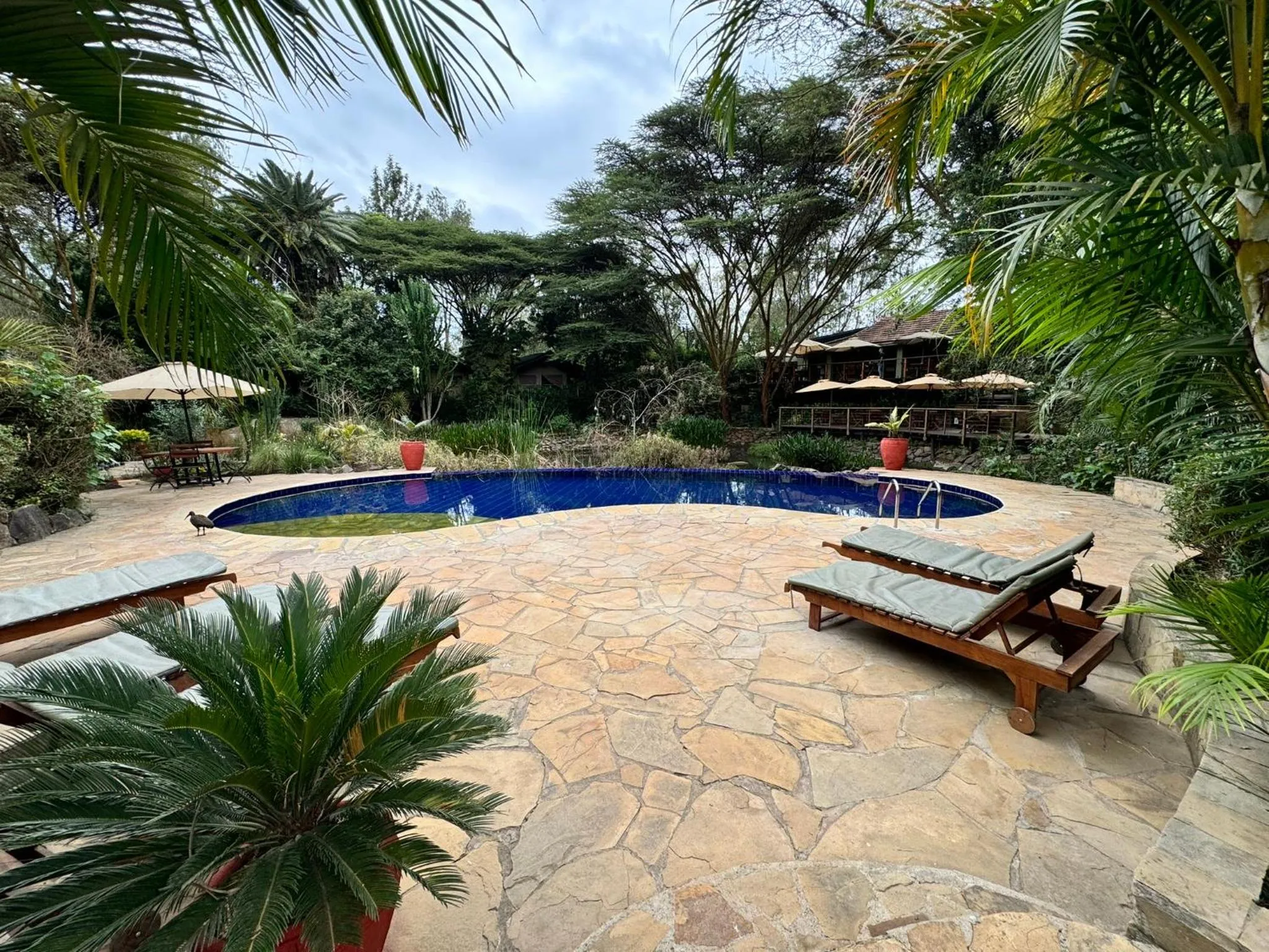 Swimming pool in Wildebeest Eco Camp