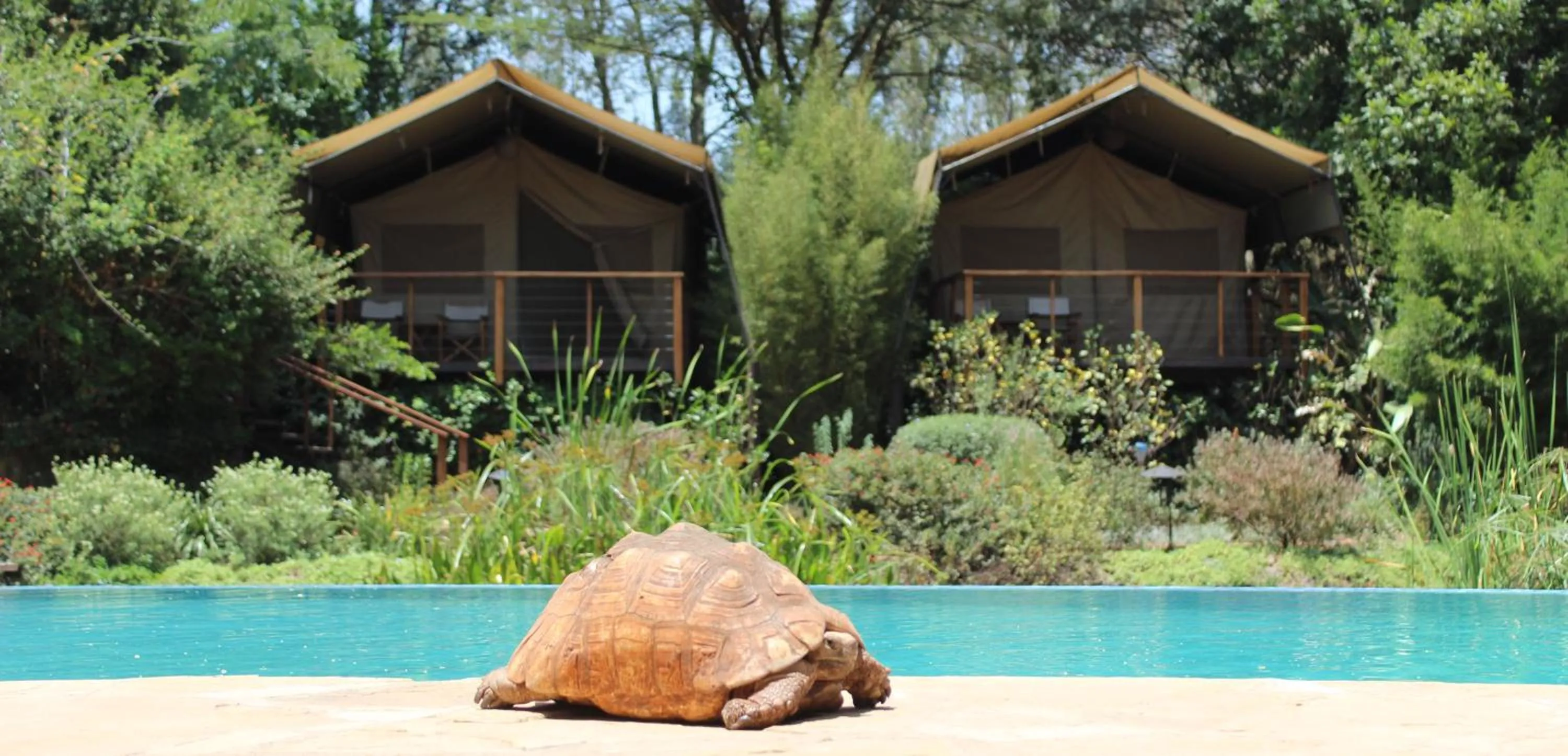 Animals in Wildebeest Eco Camp