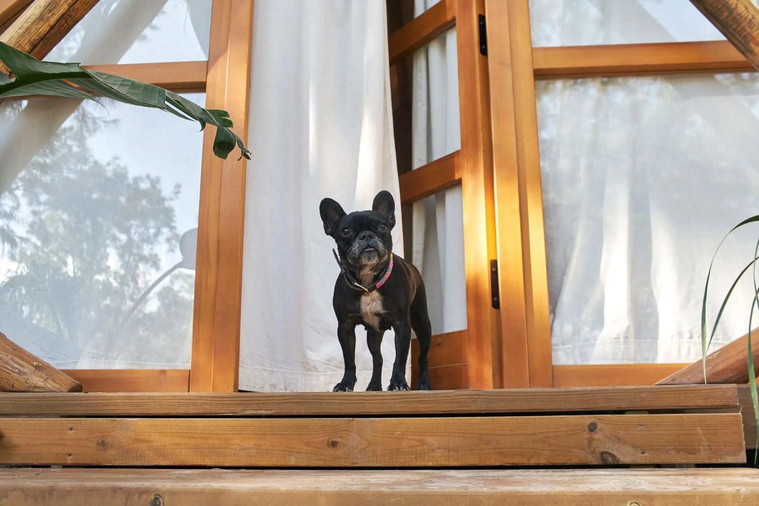 pet friendly in TAIGA Conil