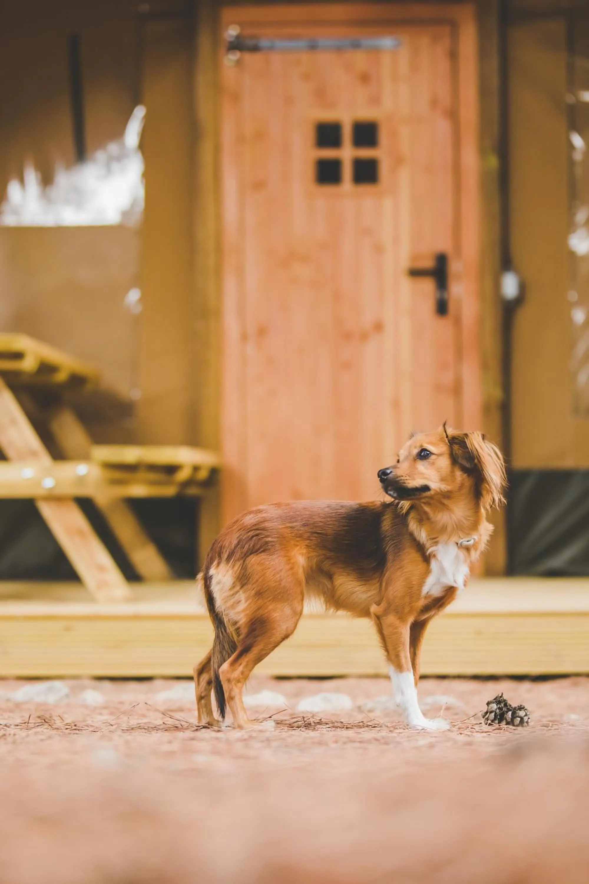 pet friendly in TAIGA Conil