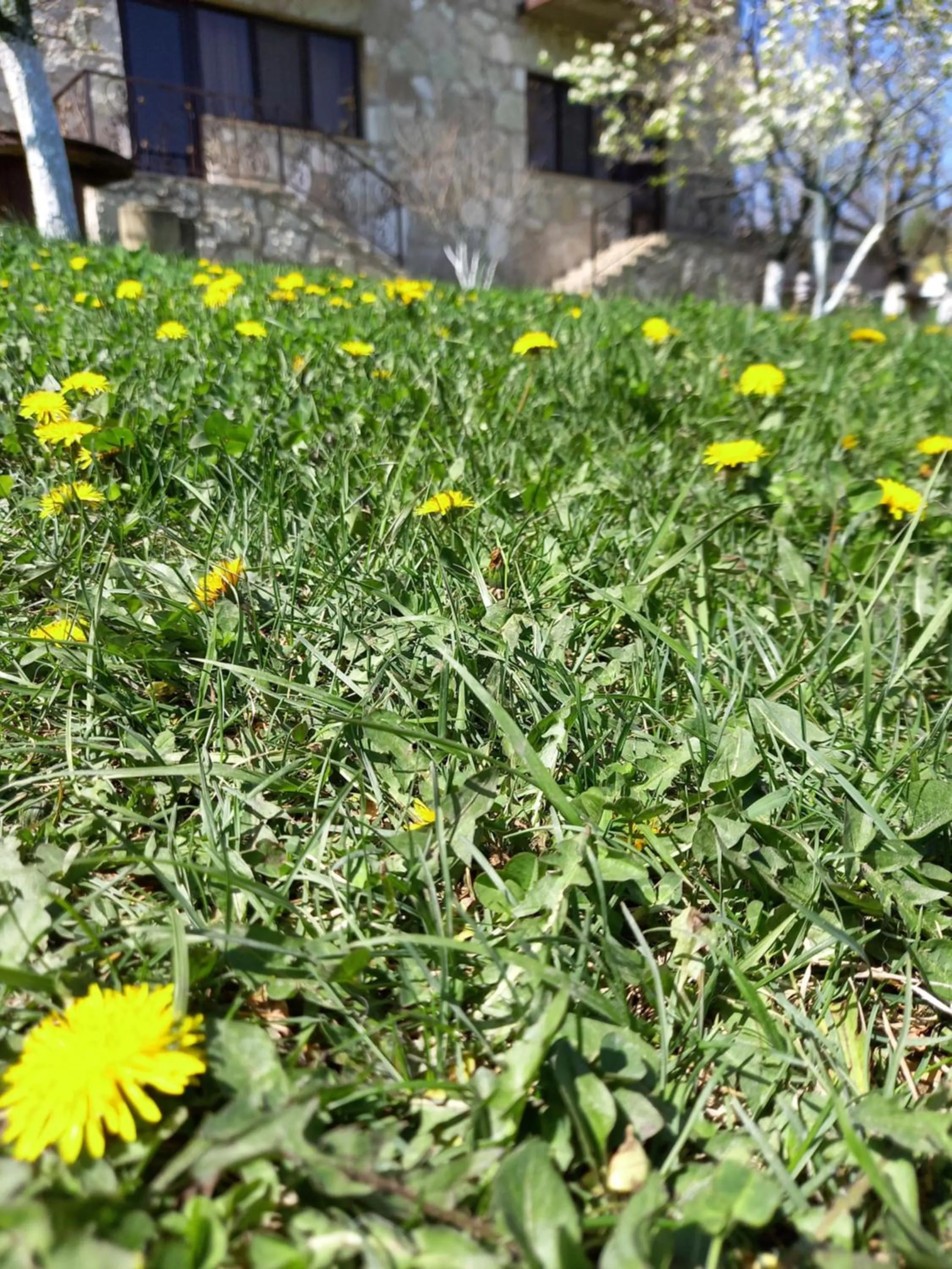 Spring in Guest House Ijevan's Garden