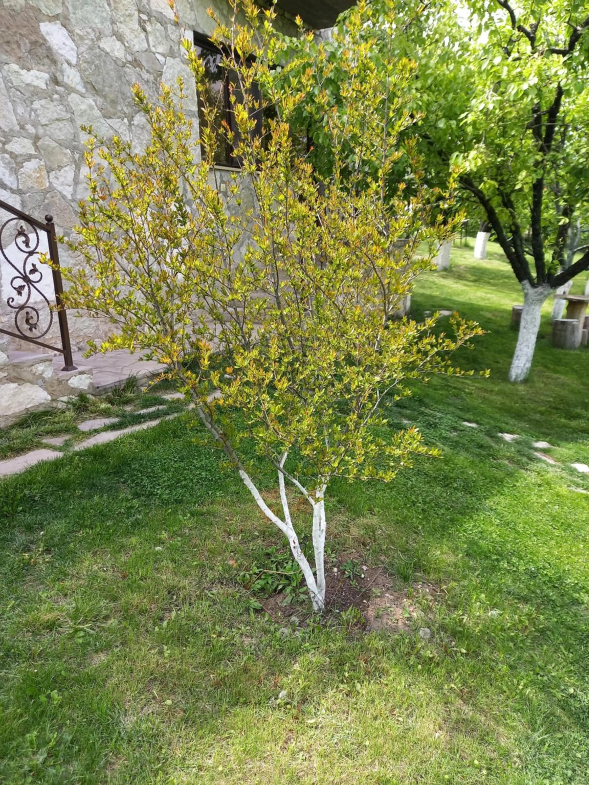 Spring in Guest House Ijevan's Garden