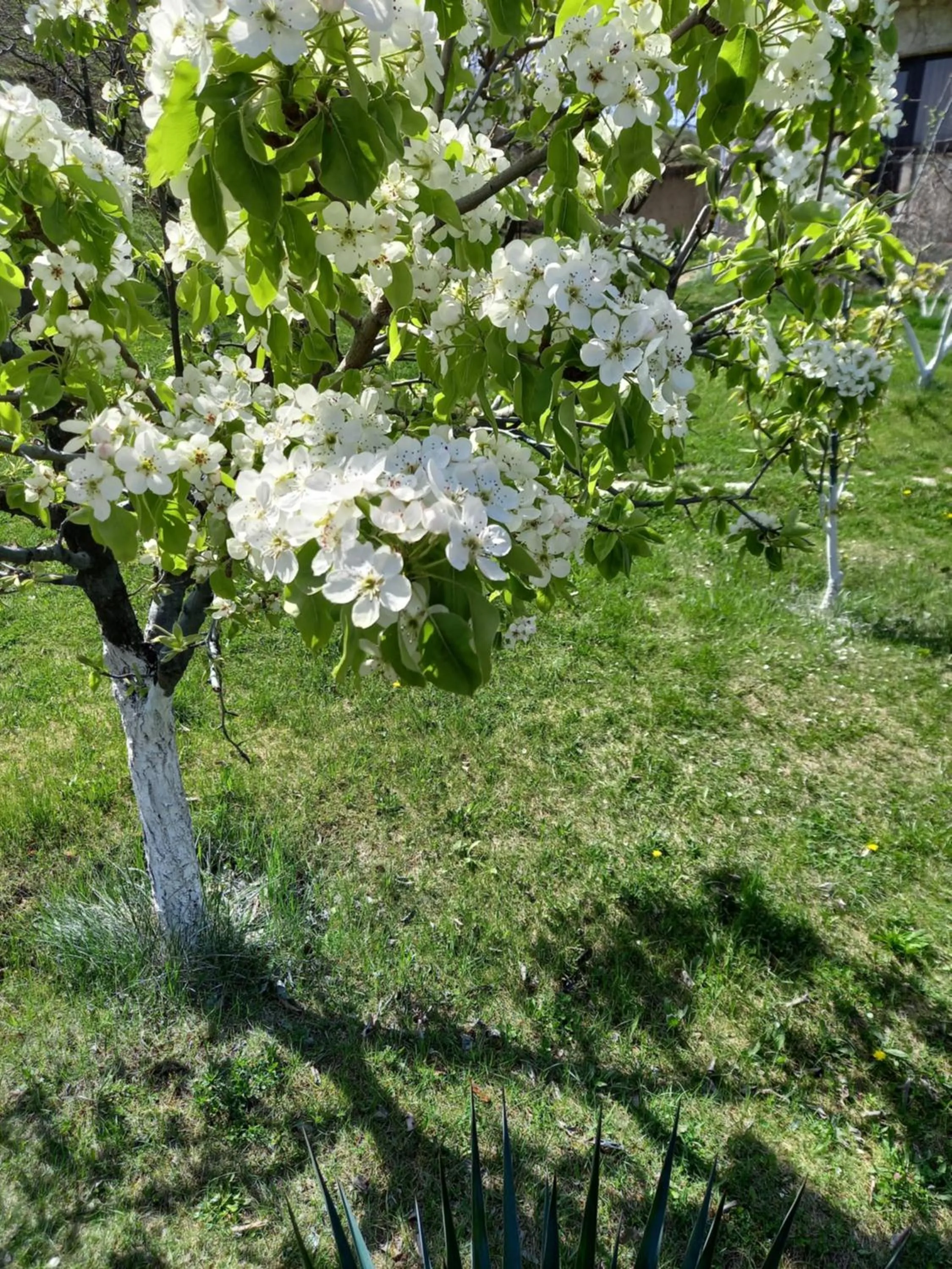 Spring in Guest House Ijevan's Garden