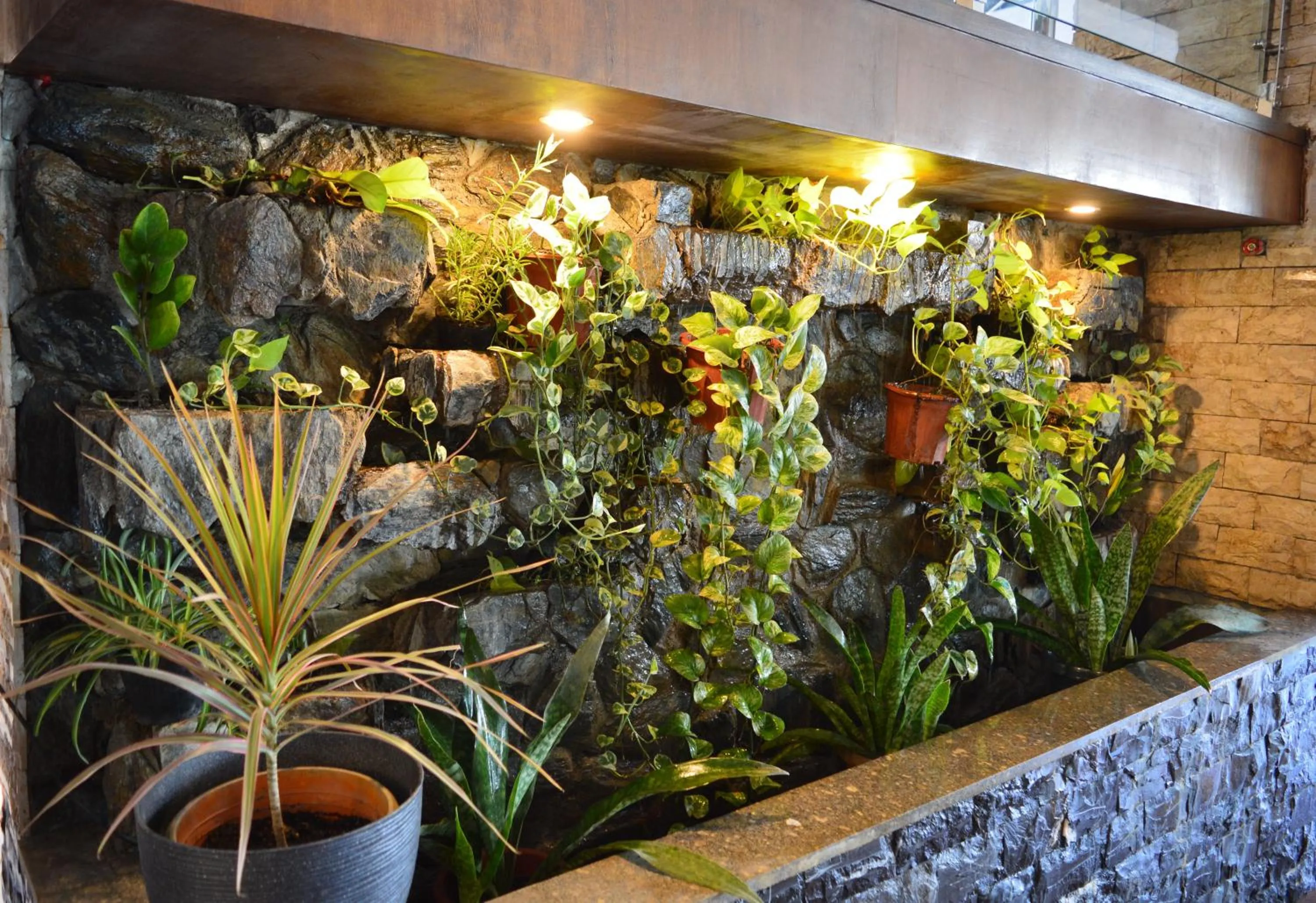 Garden in Carlosta Hotel