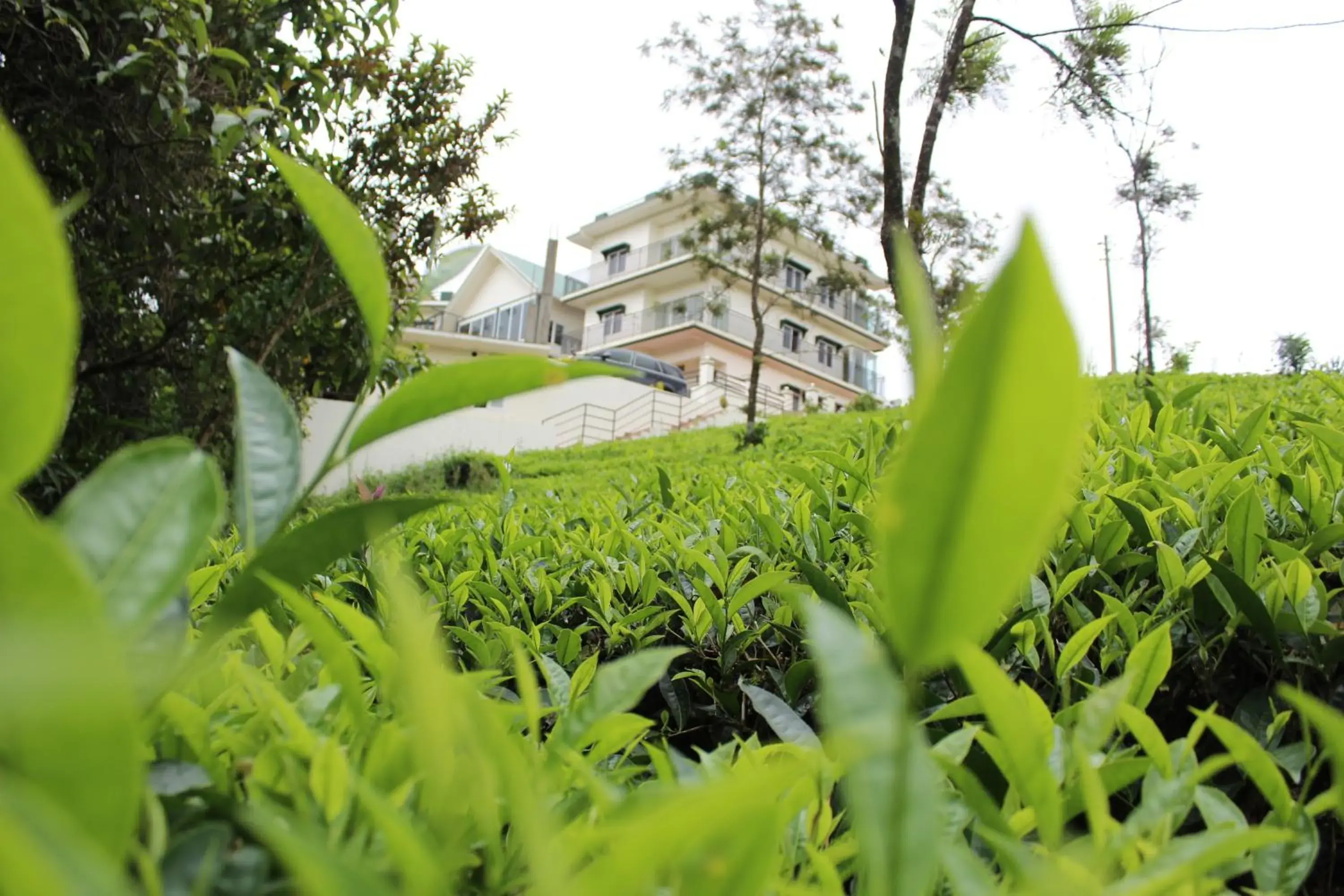 Property building in Pine Clough Resort Vagamon Property building in Pine Clough Resort Vagamon