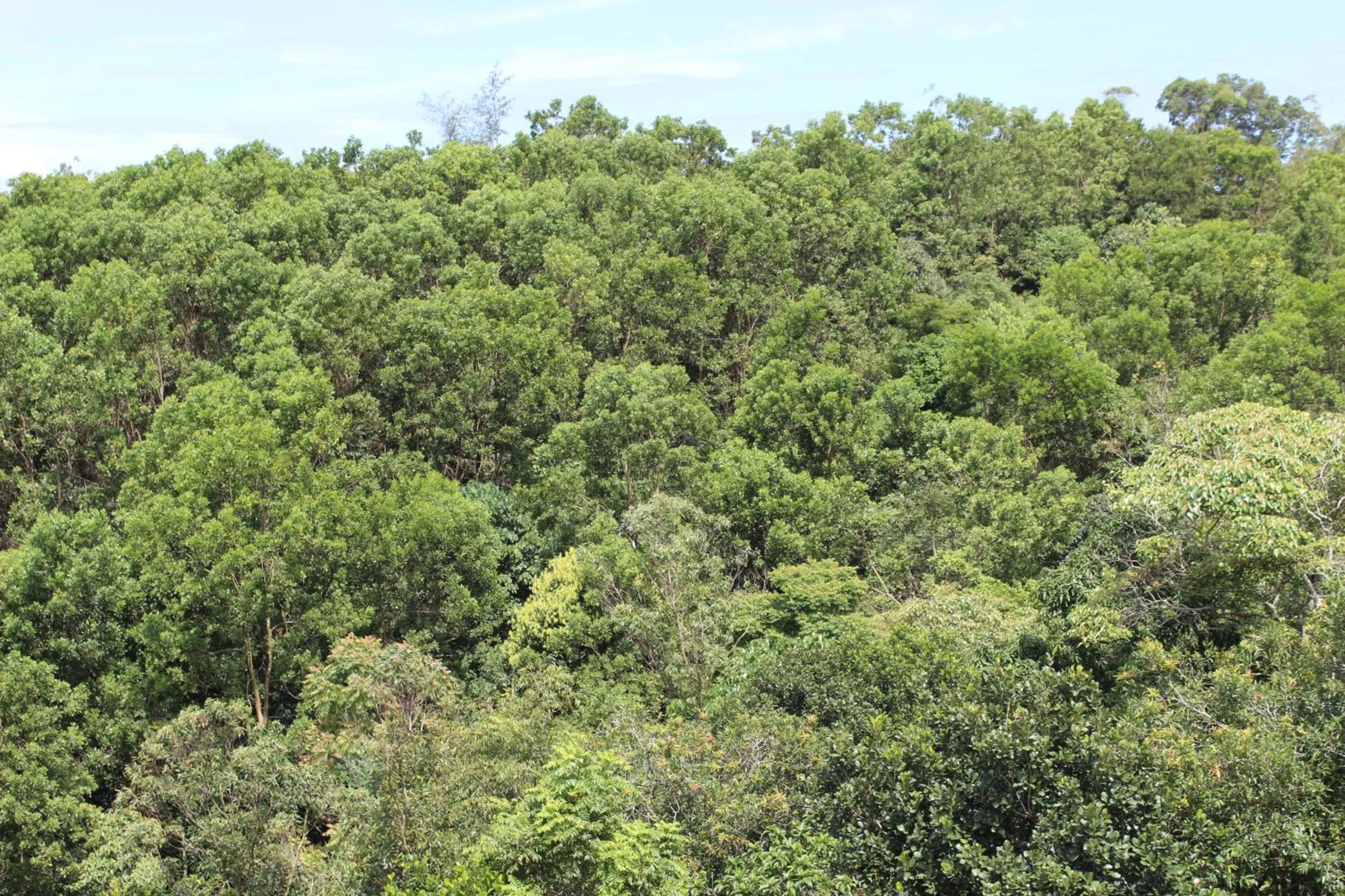 Natural landscape in Pine Clough Resort Vagamon