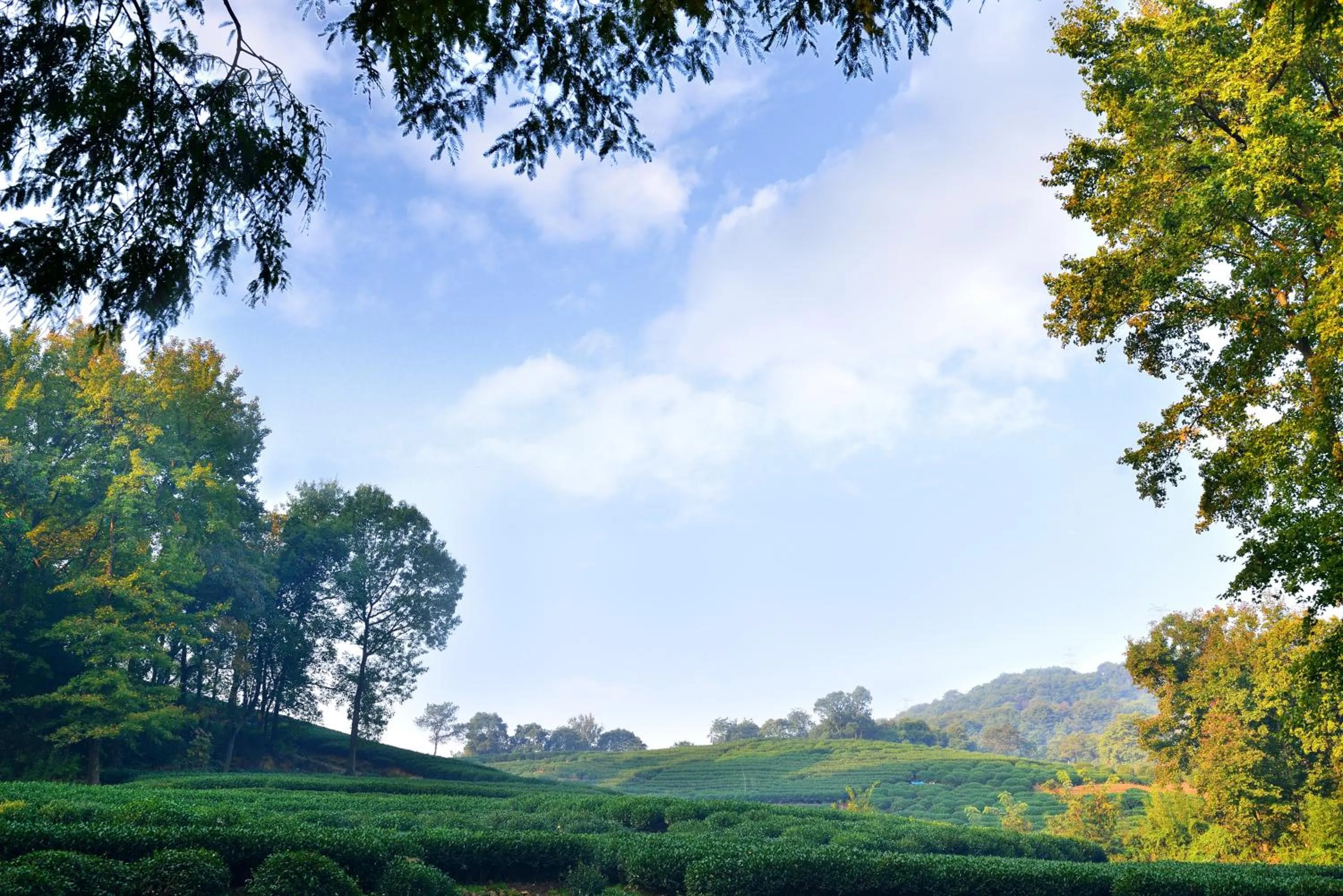 View (from property/room) in Millennium Resort Hangzhou
