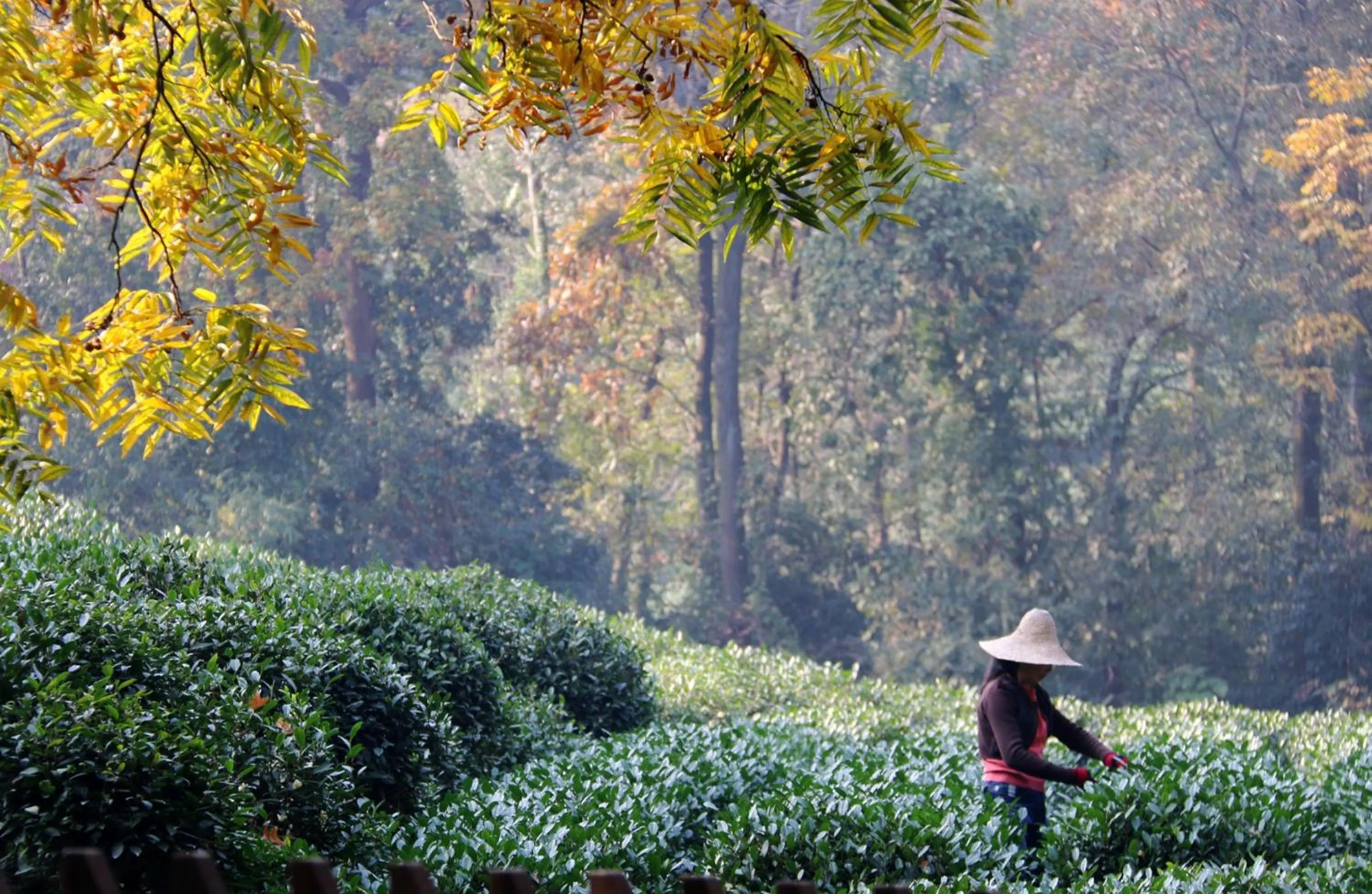 Other in Millennium Resort Hangzhou