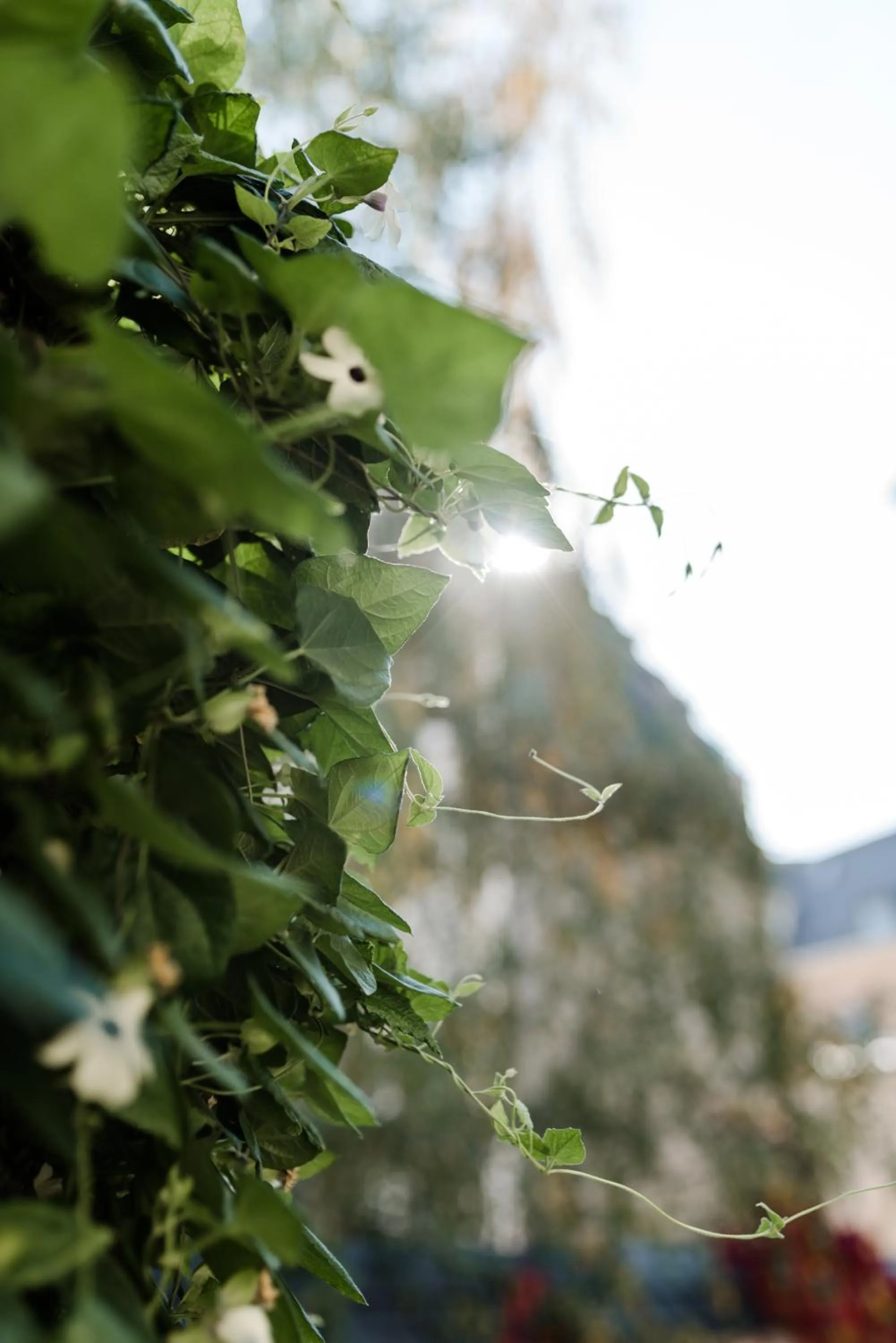 Garden in Sommers Hotel Altes Posteck