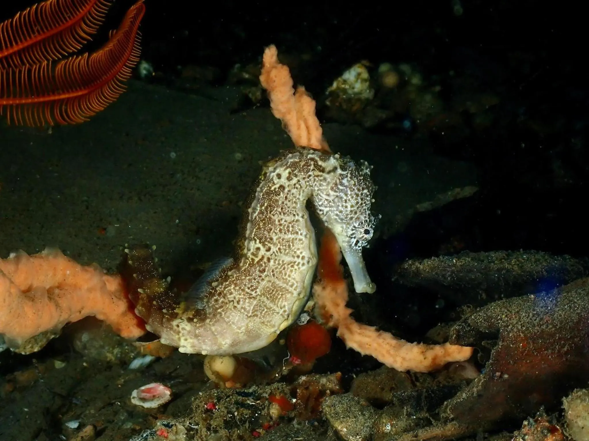 Animals in Infinity Diving Resort and Residences