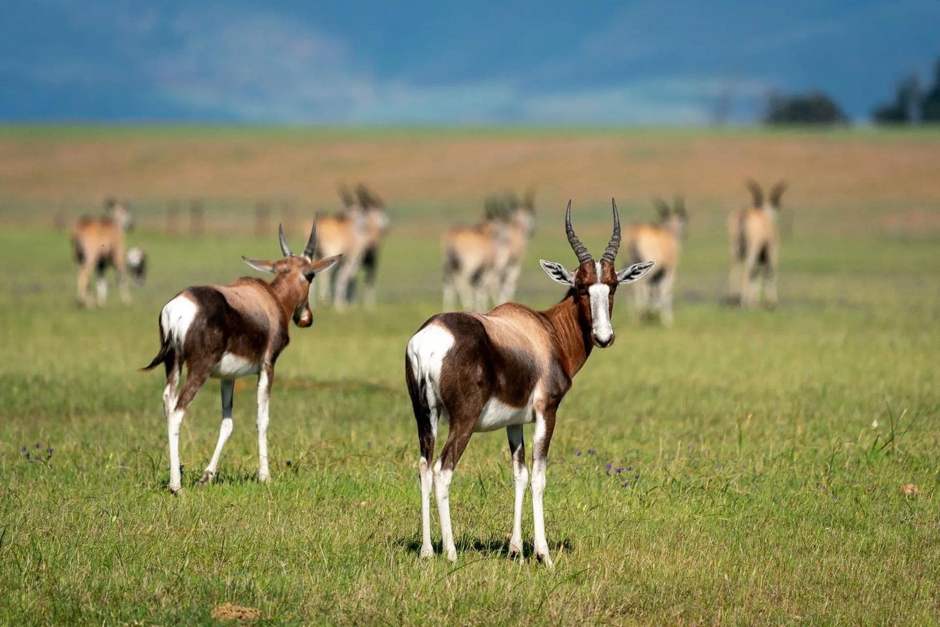 Natural landscape in Bartholomeus Klip Farmhouse