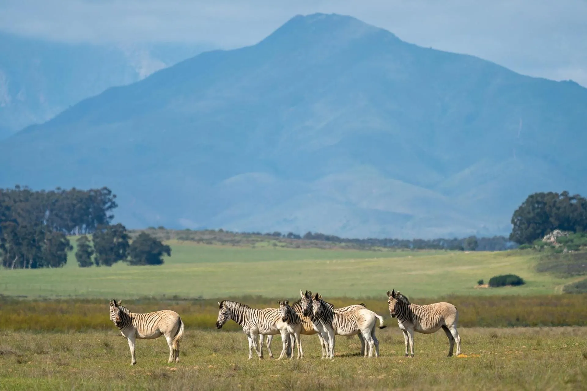 Animals in Bartholomeus Klip Farmhouse
