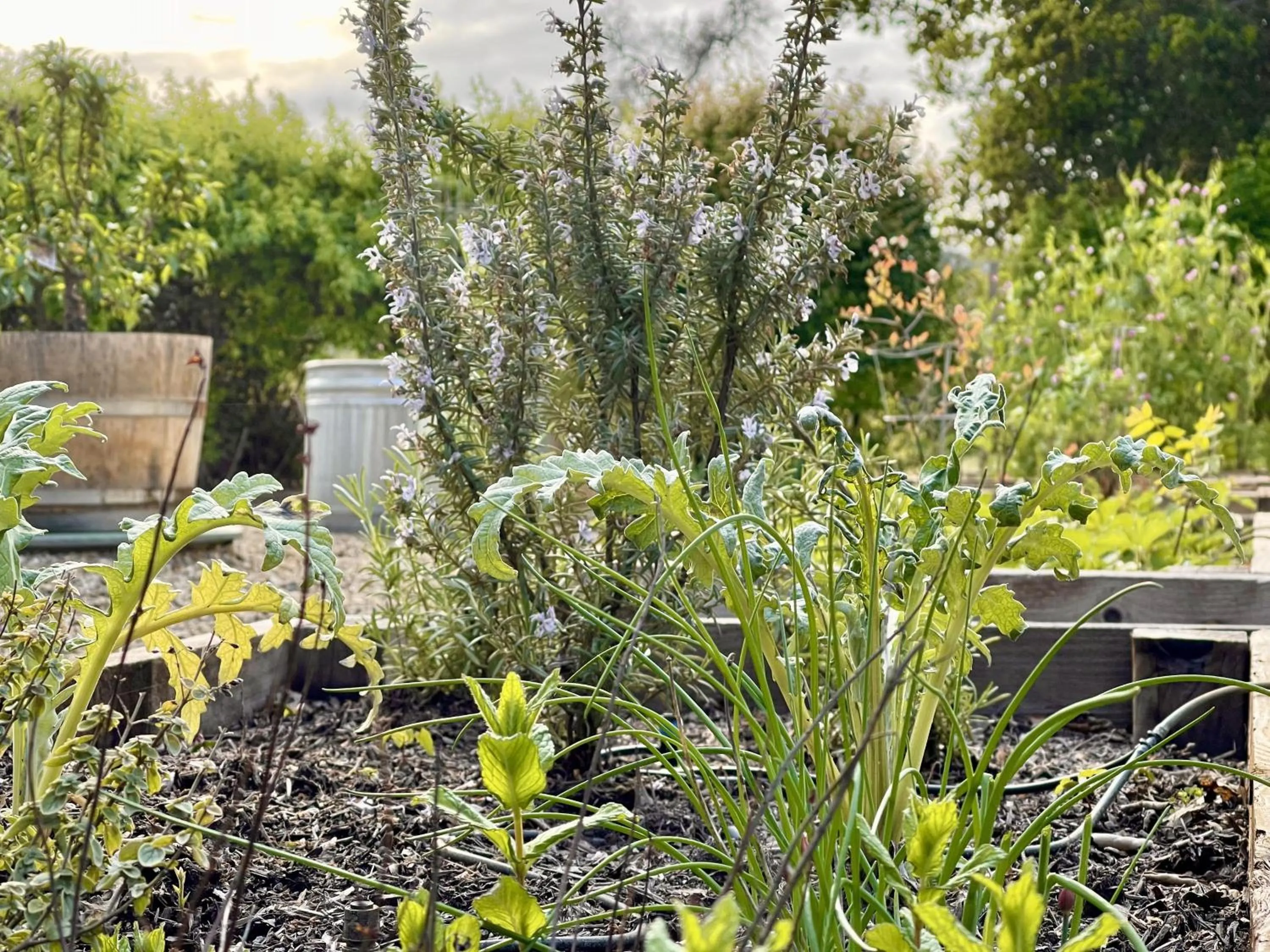 Property building in The Calistoga Cottage Wooded And Sunny 5 Mins To Downtown