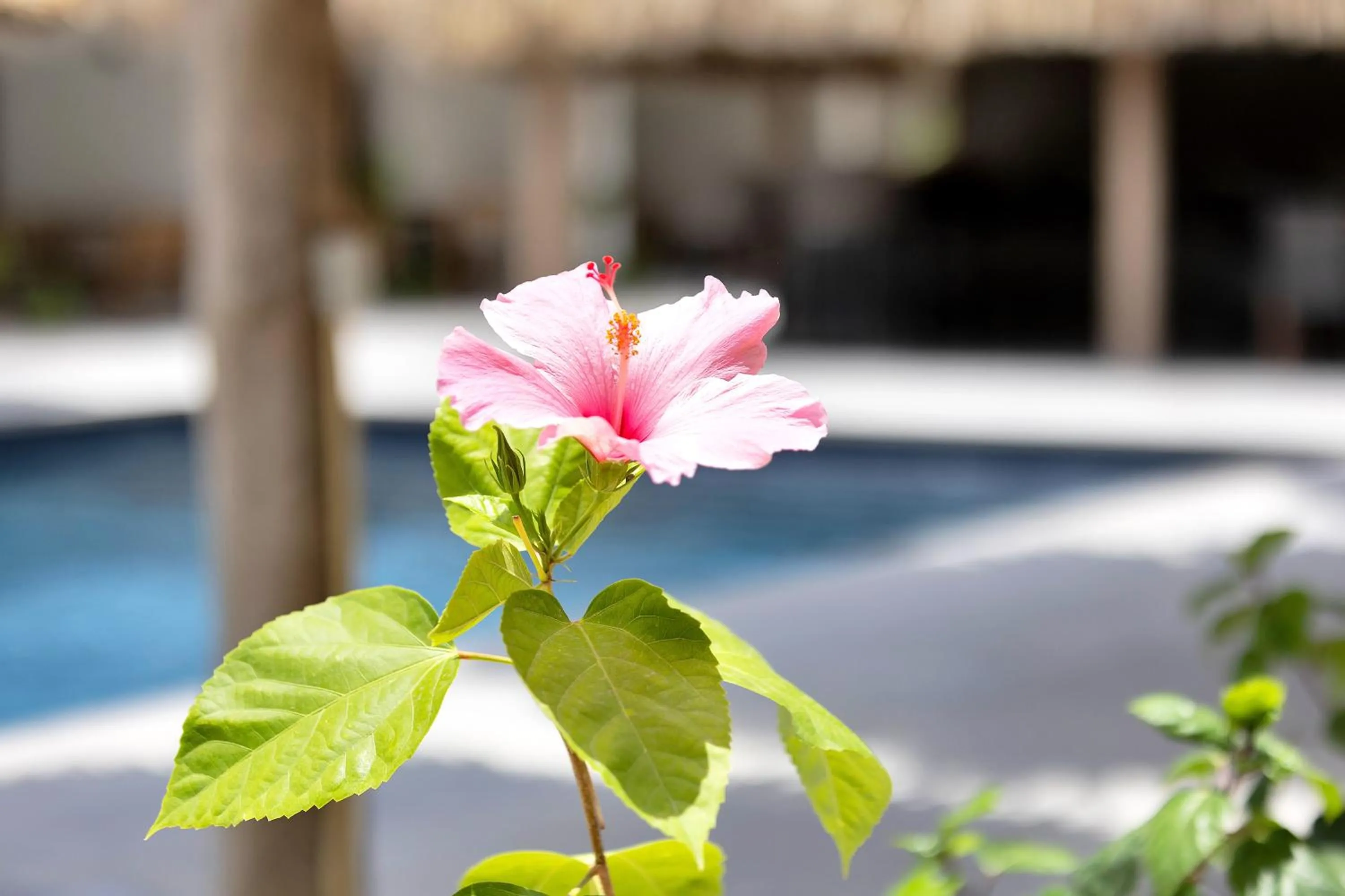 Spring in Belnem House Bonaire