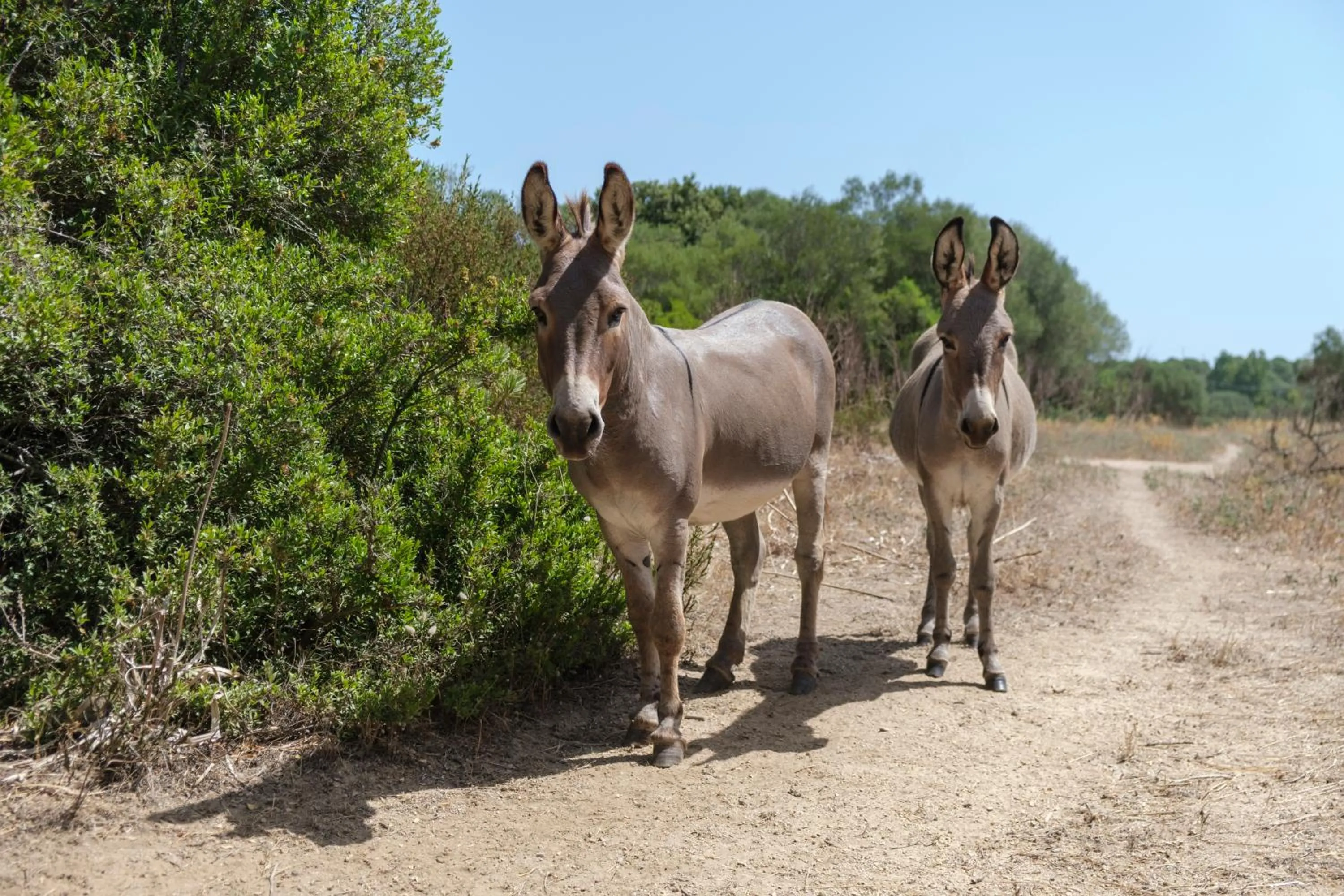 Animals in B&B Terra e Smeralda