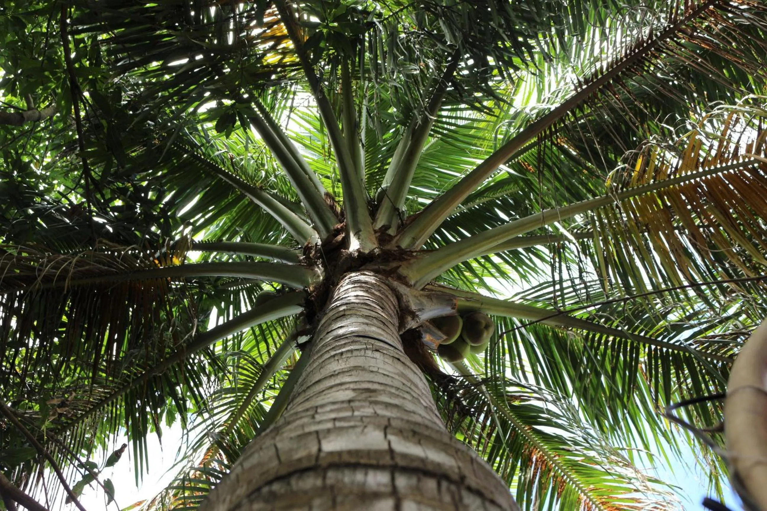 Under The Coconut Tree Hoi An