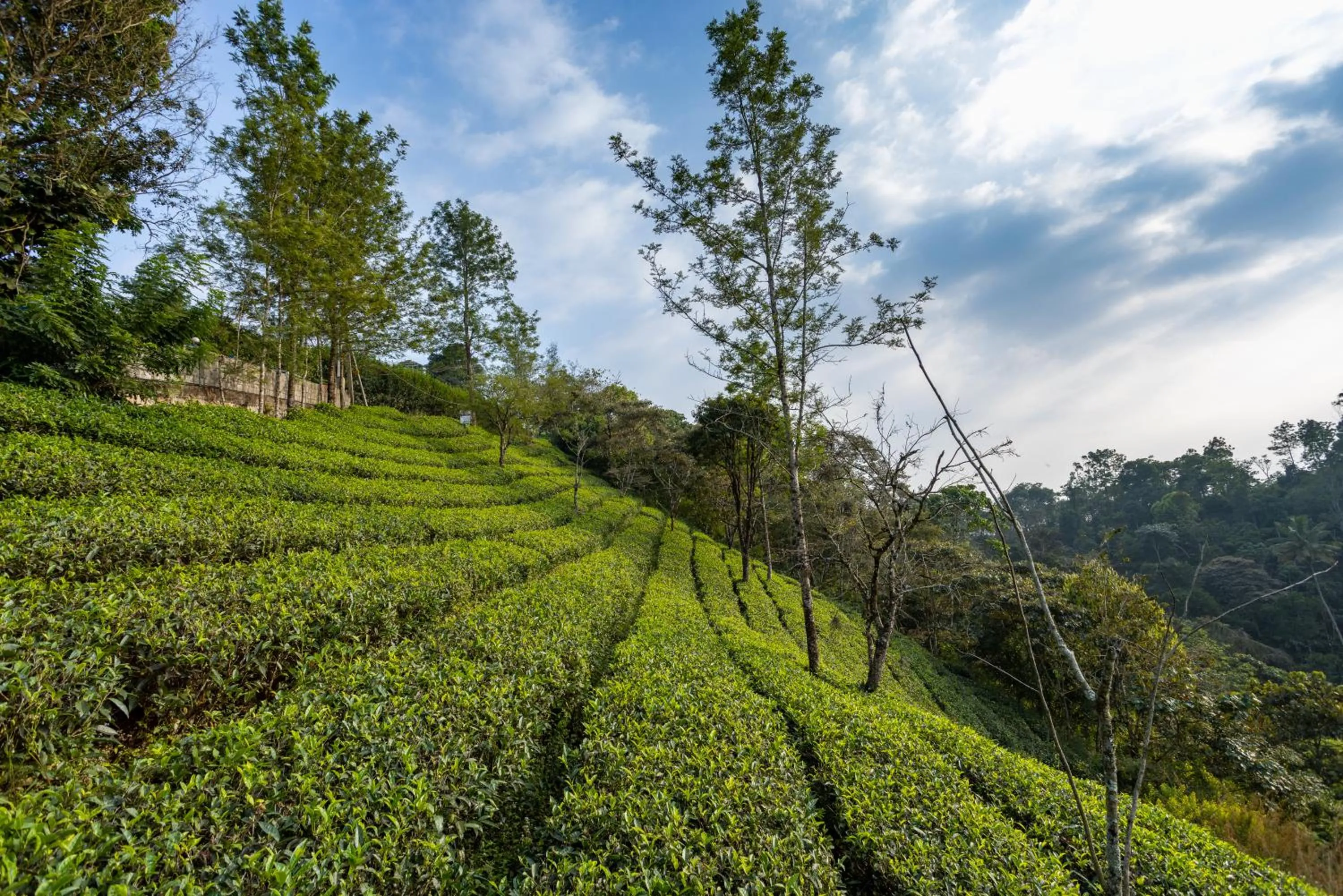 Natural landscape in Eterno Camellia & Elettaria Resort with Pool