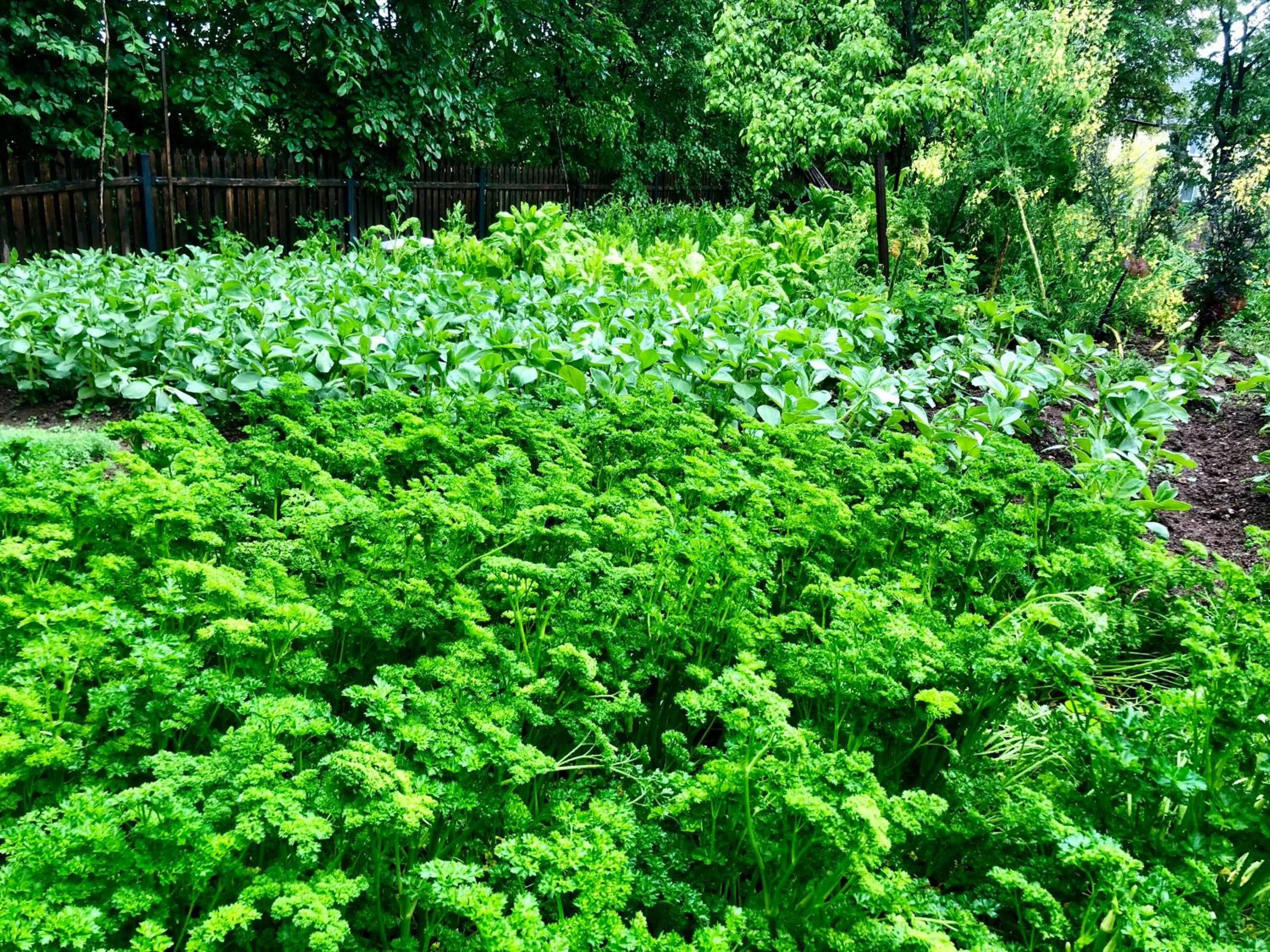 Garden in Villa Greta