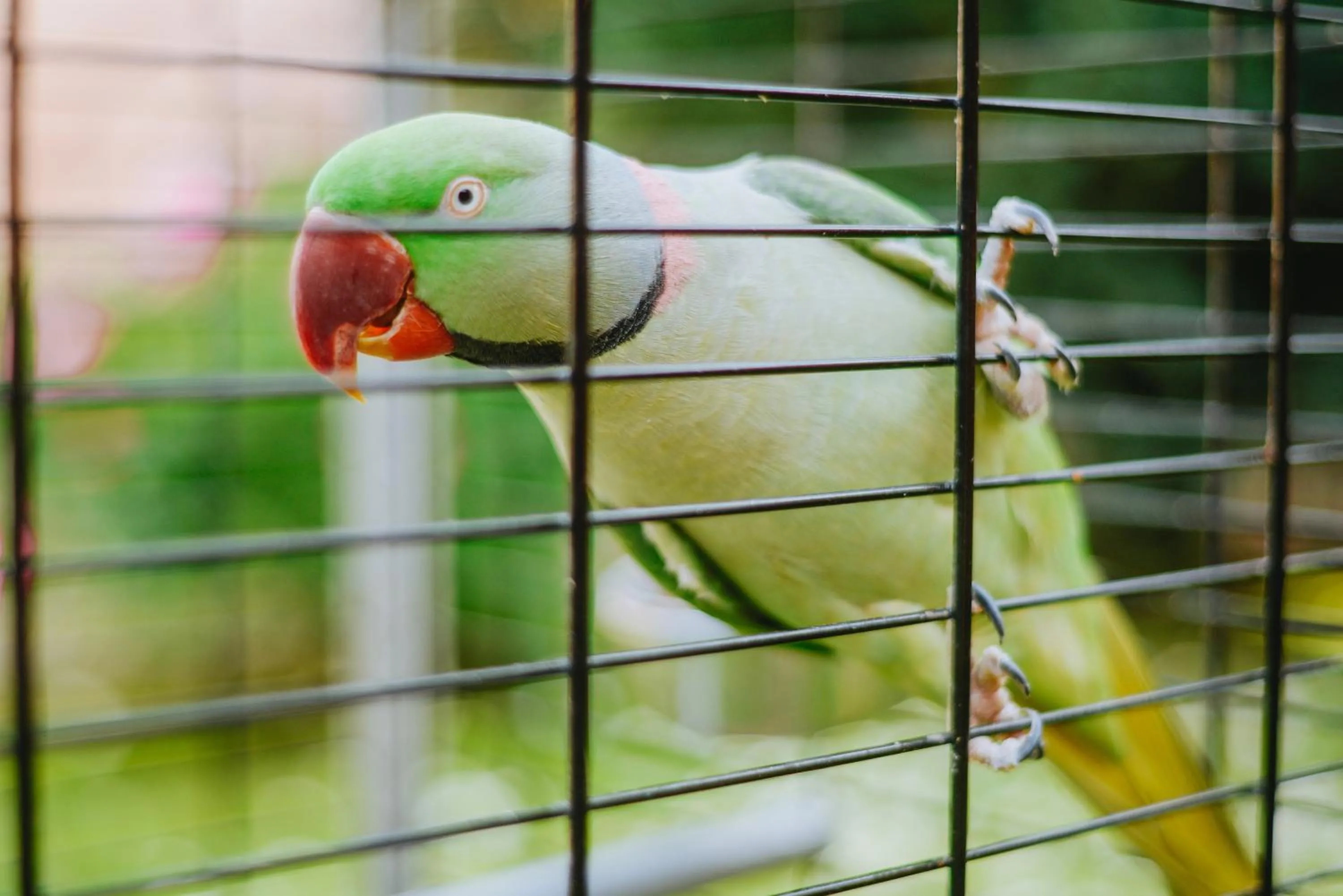 Animals in U Anity