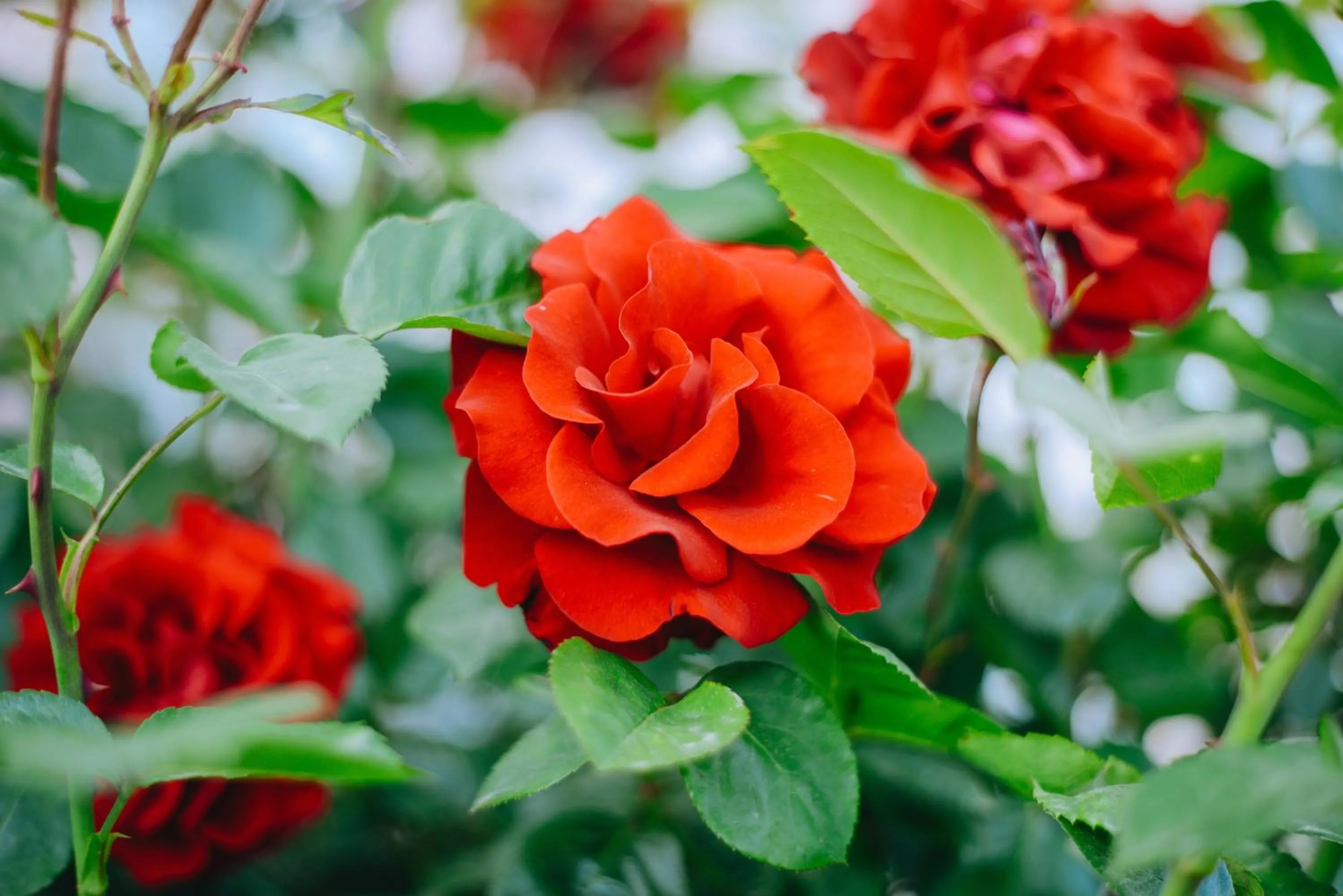 Spring in U Anity