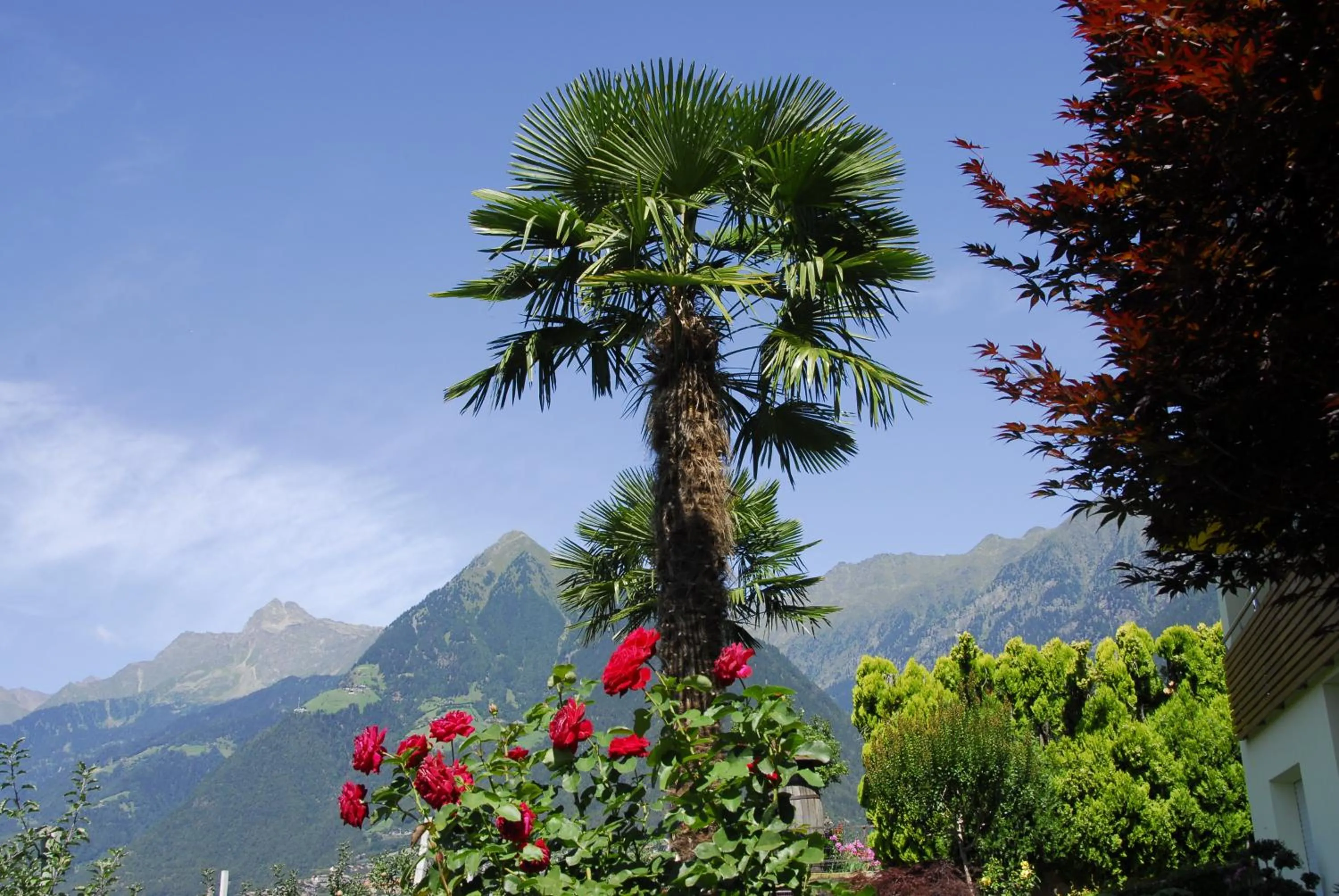 Garden view in Appartements Dornach