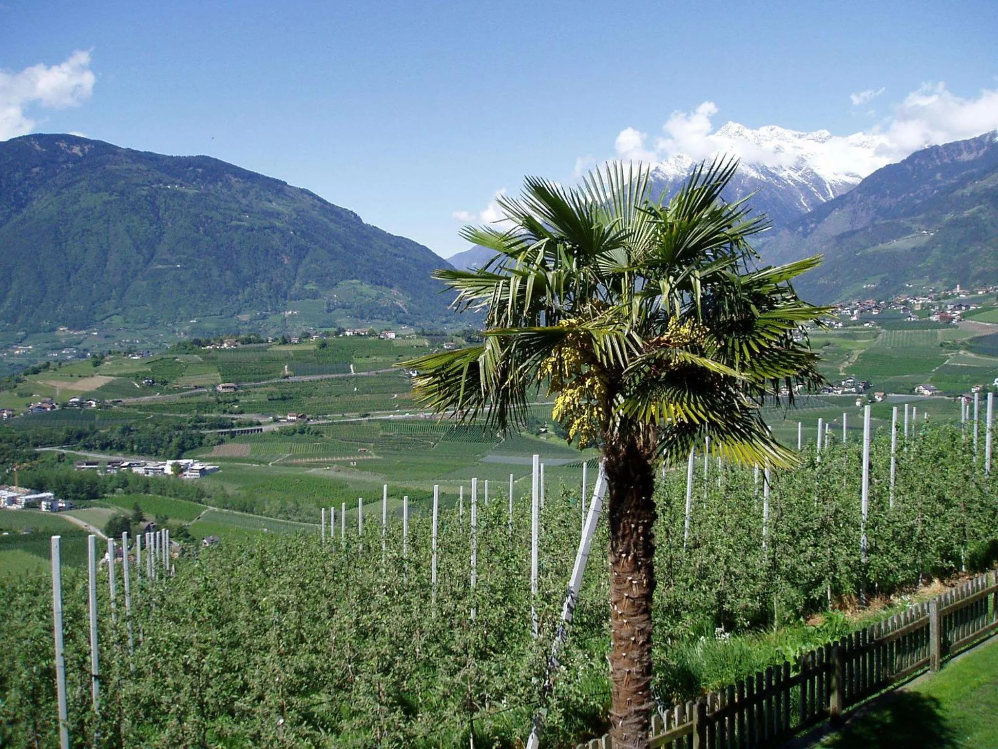 Mountain view in Appartements Dornach