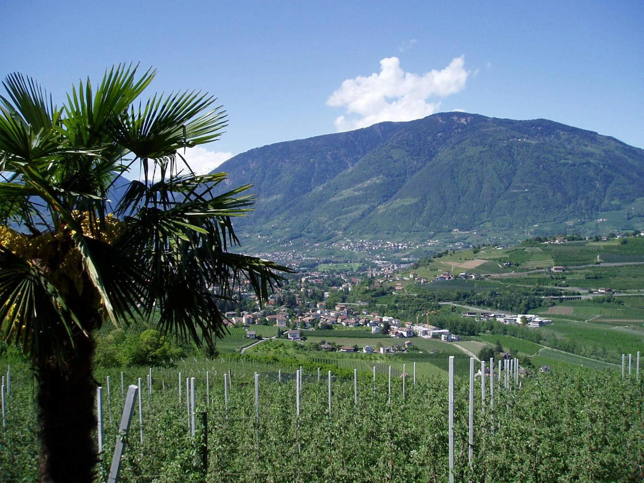 Mountain view in Appartements Dornach
