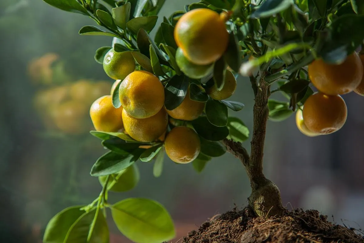 Other in Hotel Benaco Garda ***S