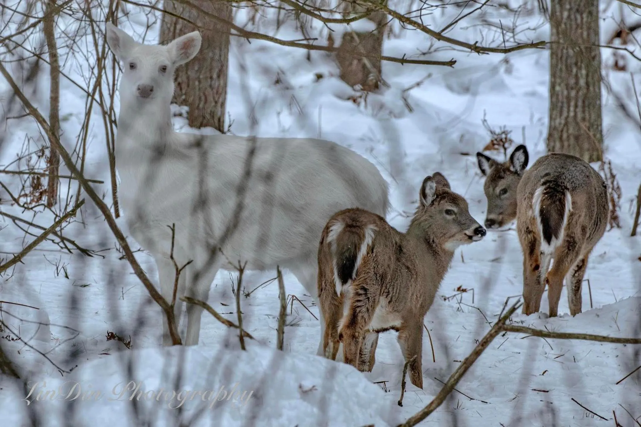 Winter in Boulder Bear Motor Lodge