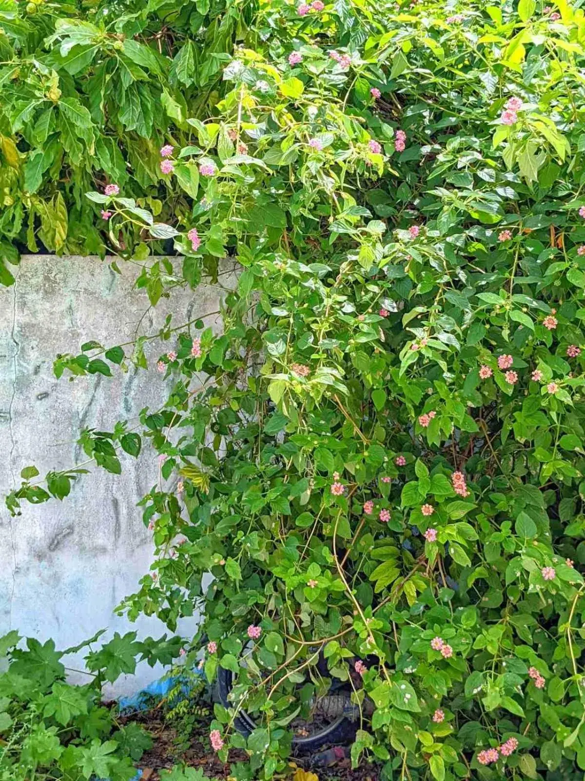 Restaurant/places to eat in Dhoadhi Retreat Restaurant/places to eat in Dhoadhi Retreat