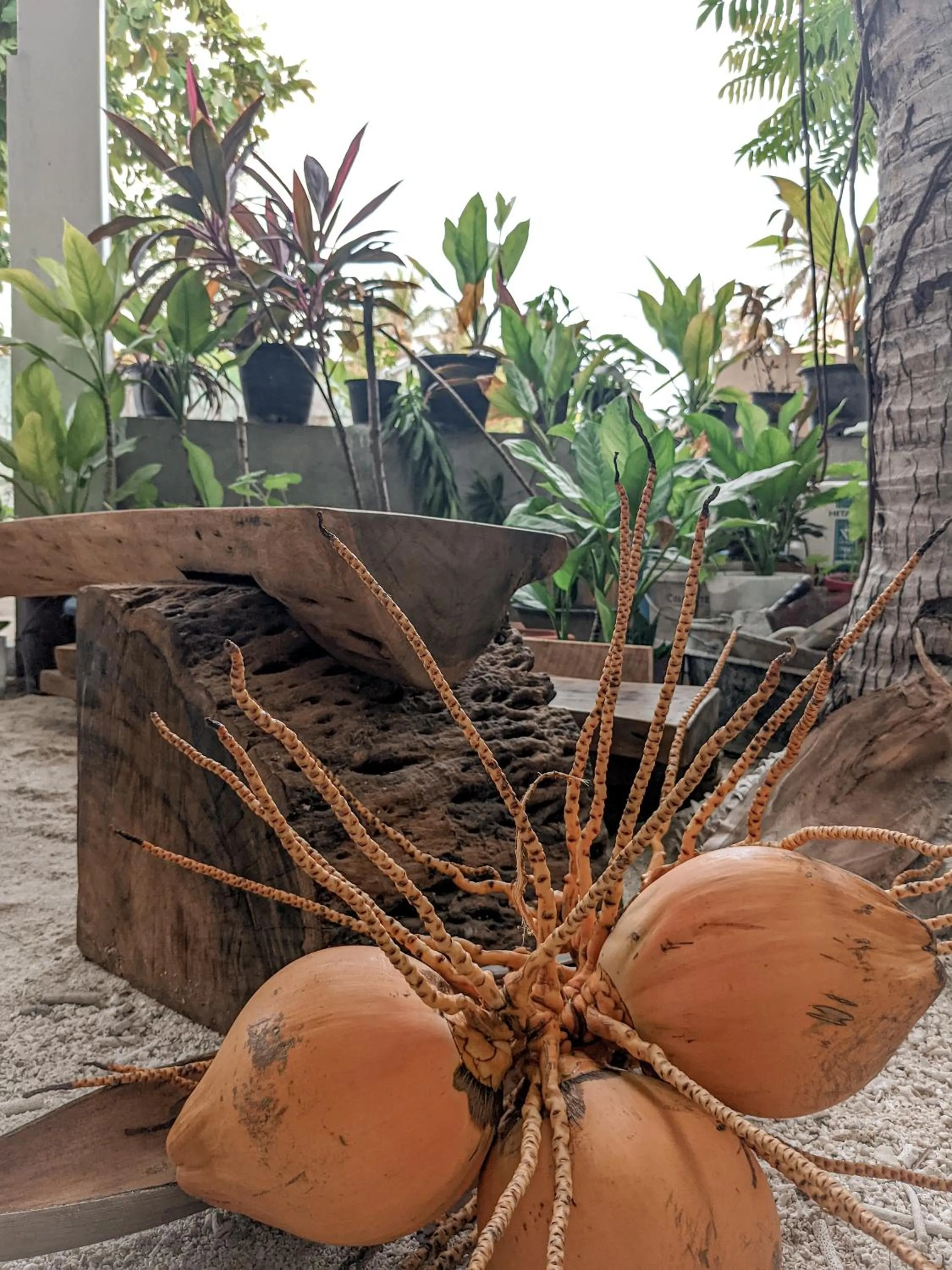 Garden in Dhoadhi Retreat