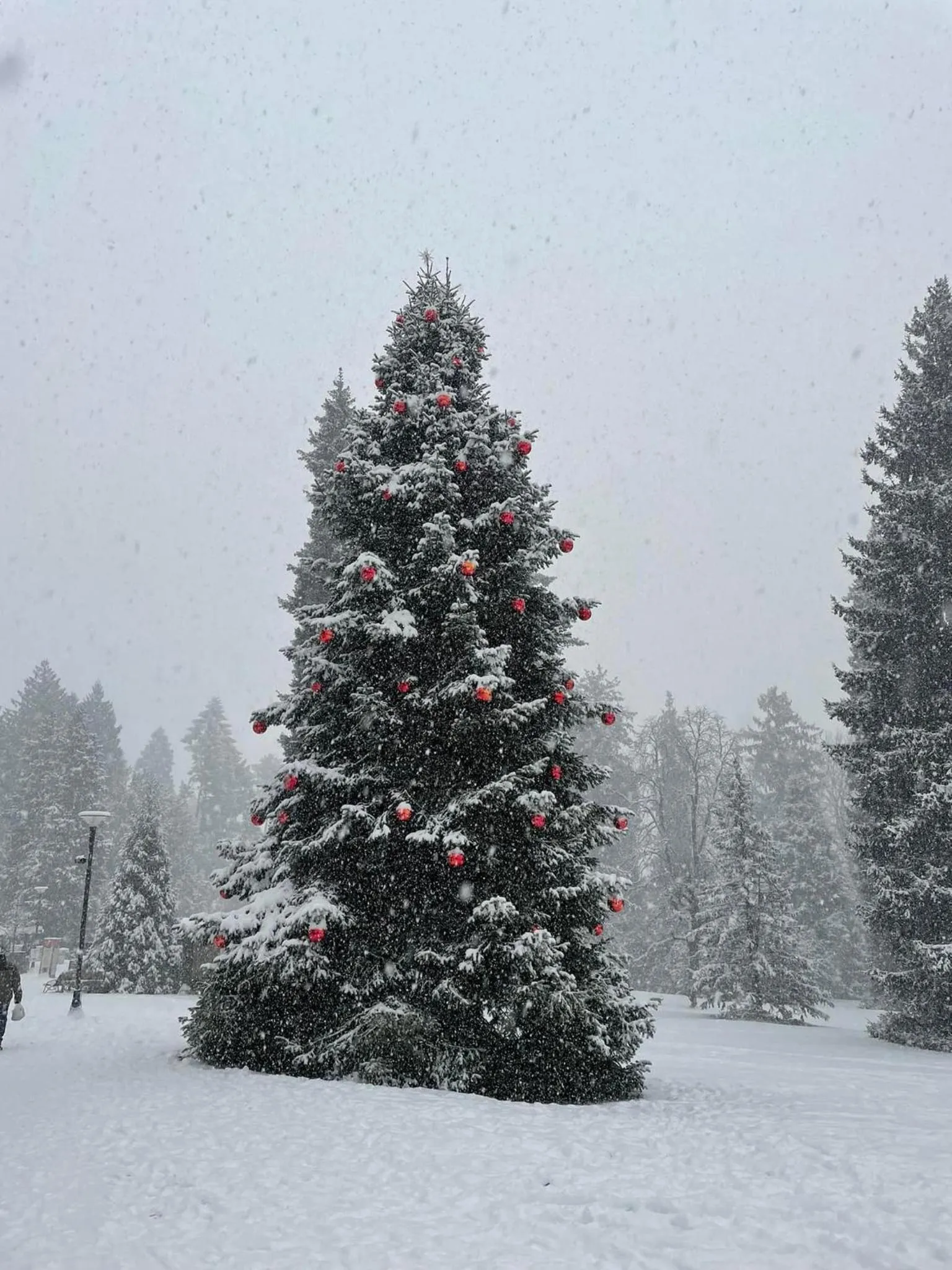 Winter in Nature Bio Hotel Elite