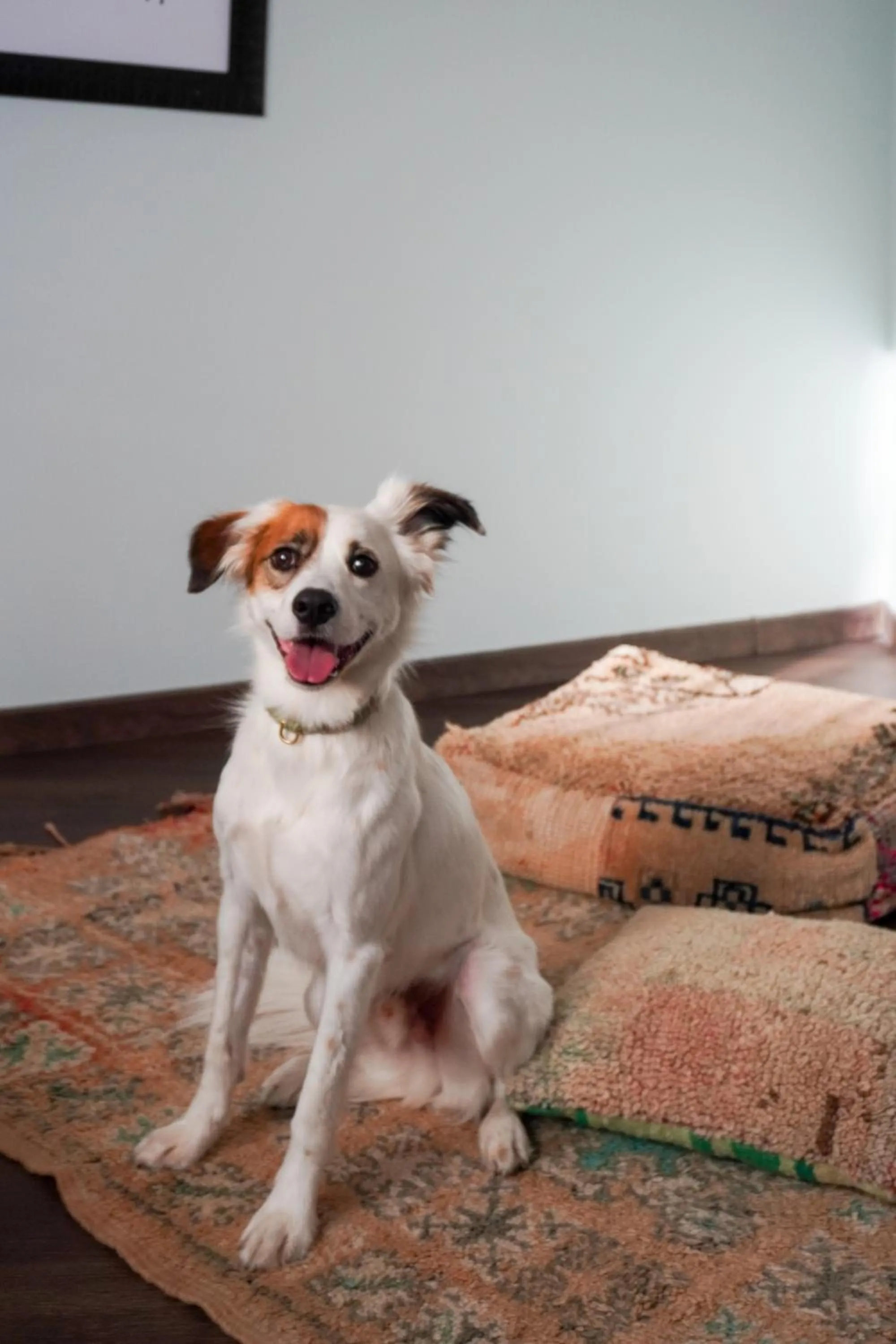 Pets in WN LAB Hotel - Stay where Christmas magic lives