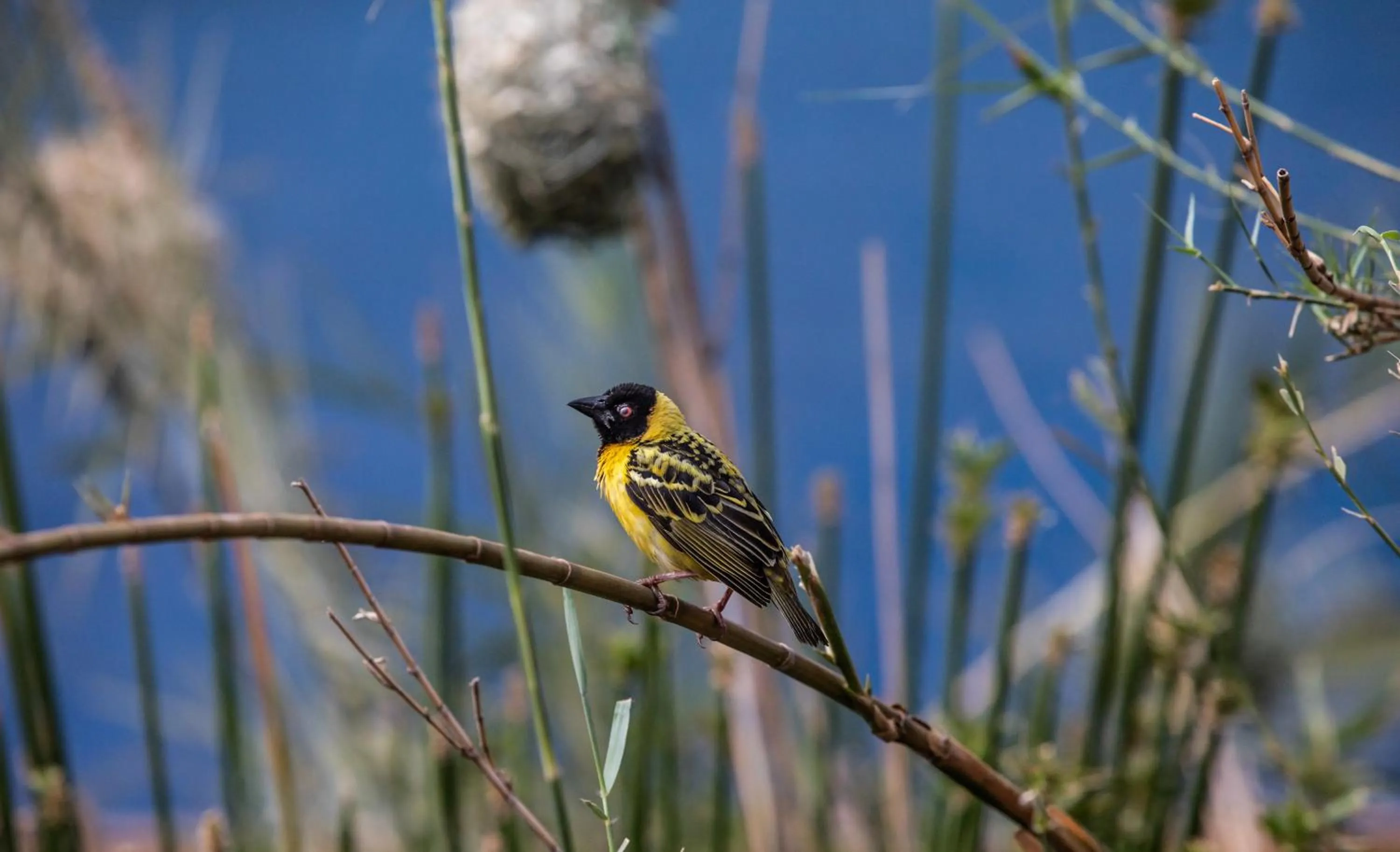 Animals in Southern Sun Ridgeway Lusaka