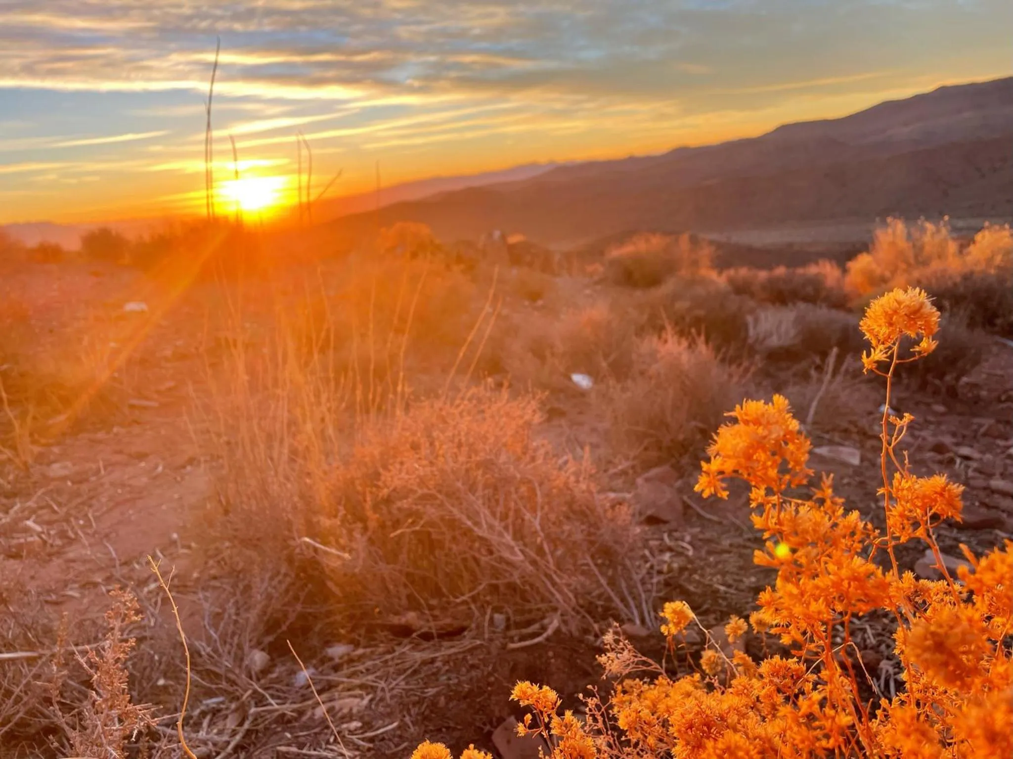 Natural landscape in Sage Desert Dreams