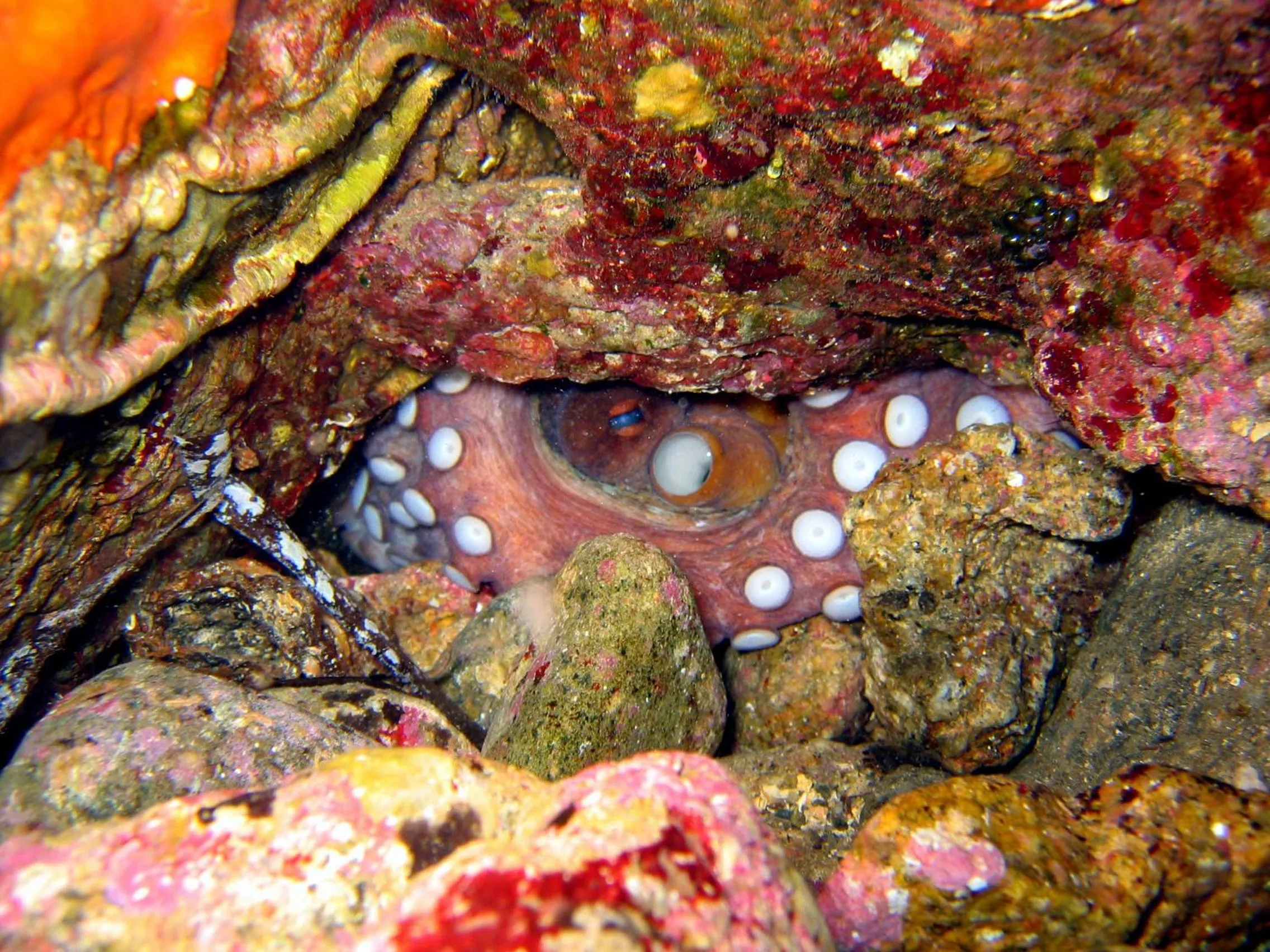 Diving in Hotel Domu Incantada