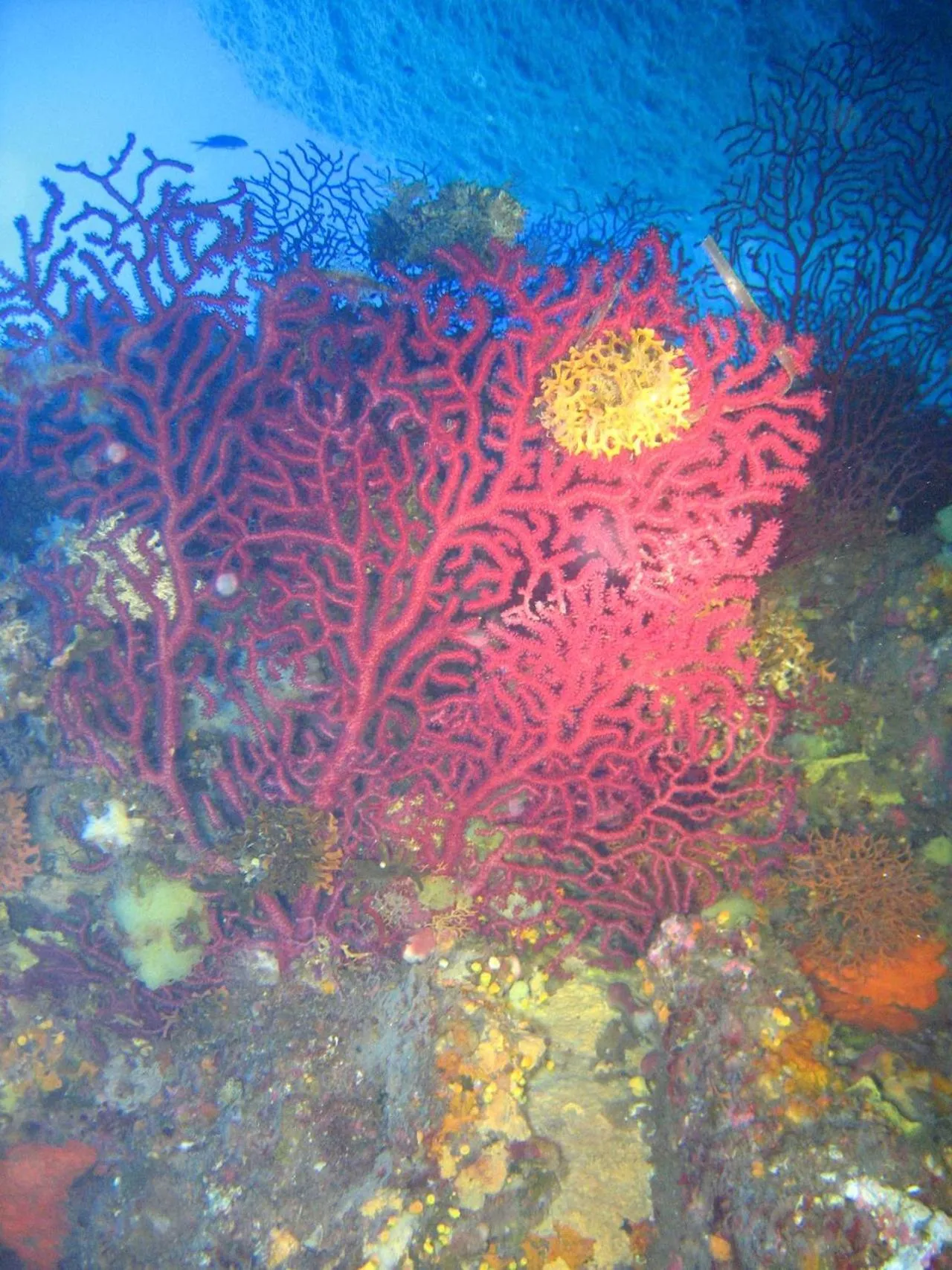 Diving in Hotel Domu Incantada