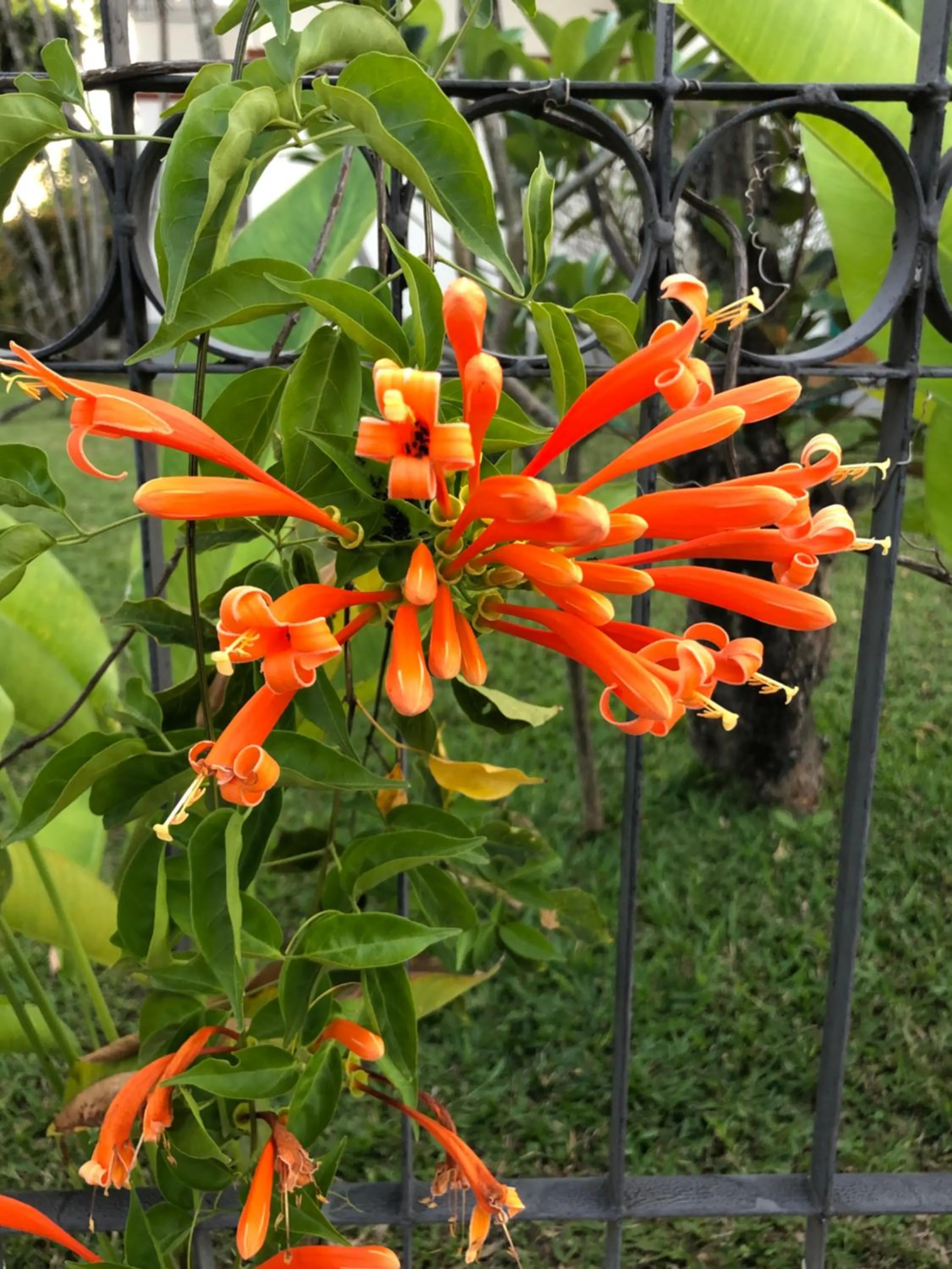 Garden in On The Mekong Resort
