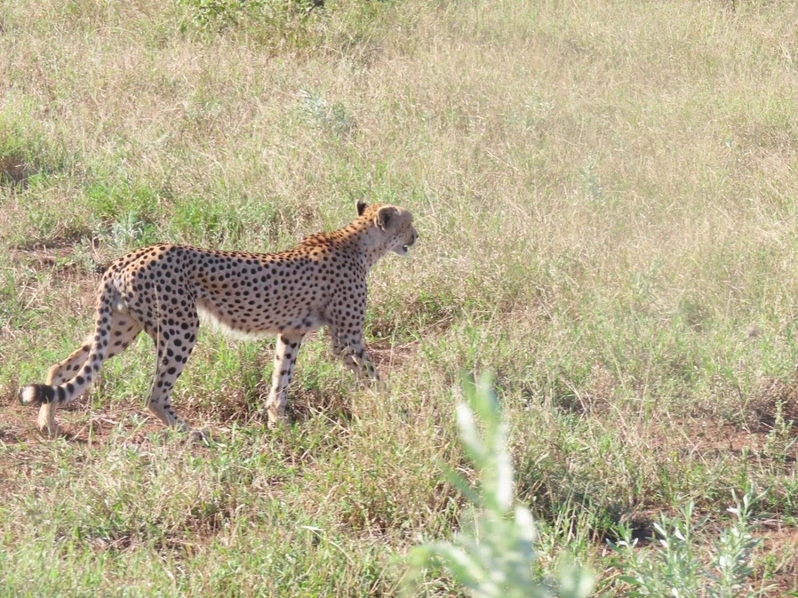 Nearby landmark in Masorini Bush Lodge & Safari Tents