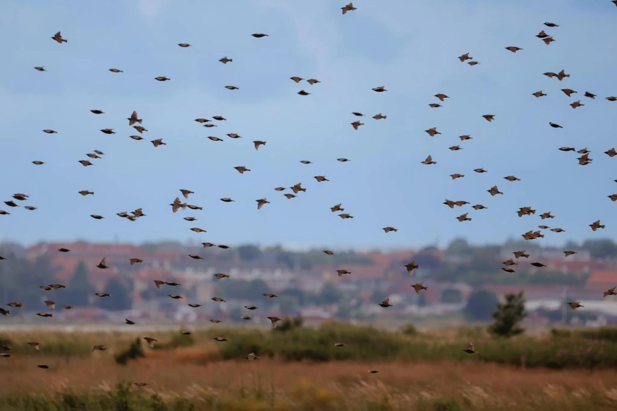 Natural landscape in Hørby Færgekro