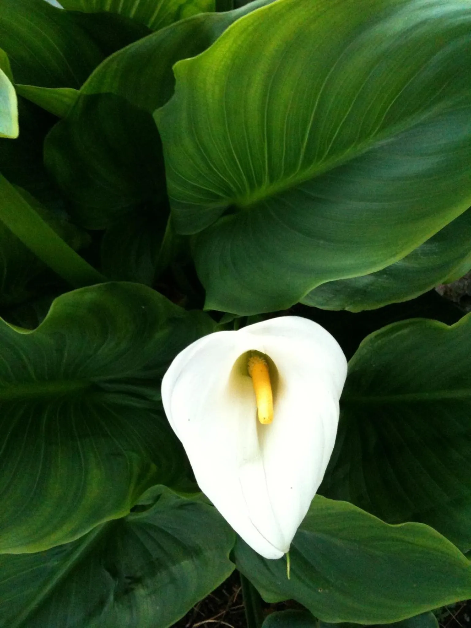 Garden in Mursel Garden Hotel